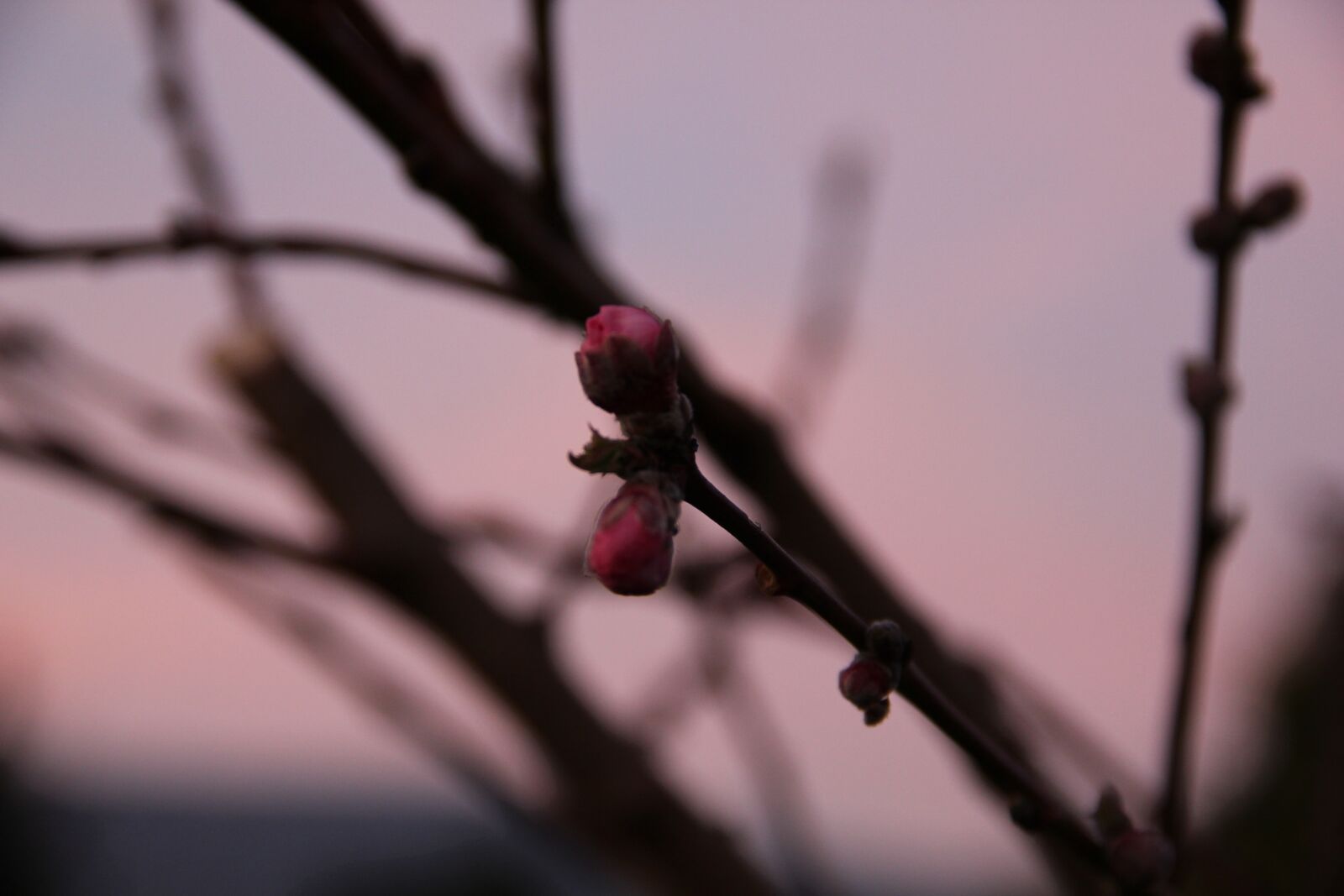 Canon EOS 550D (EOS Rebel T2i / EOS Kiss X4) sample photo. Spring, twilight, evening photography