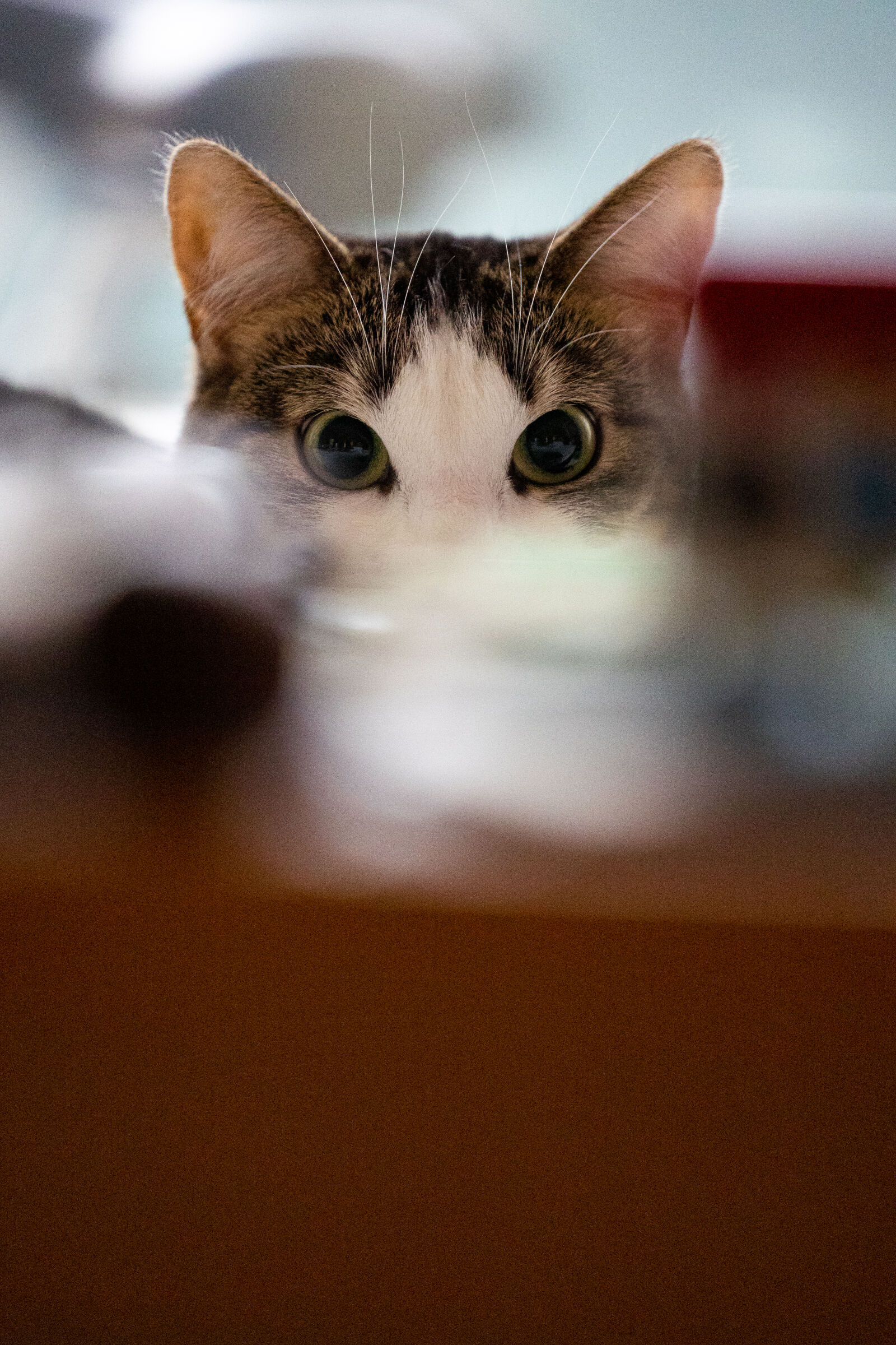 Canon EOS R3 sample photo. Cat peekaboo photography