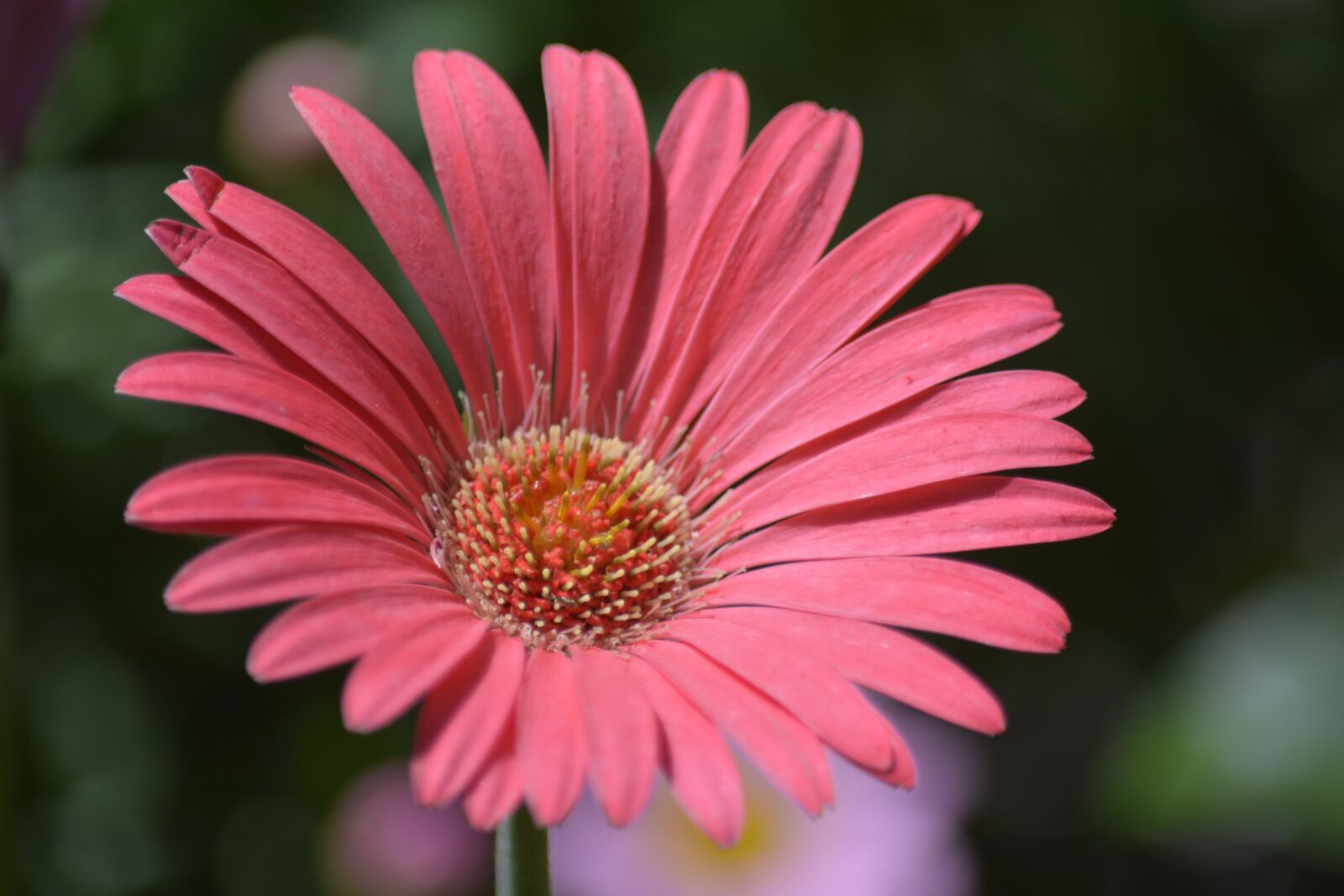 Nikon D7100 sample photo. Daisy, pink, flower photography