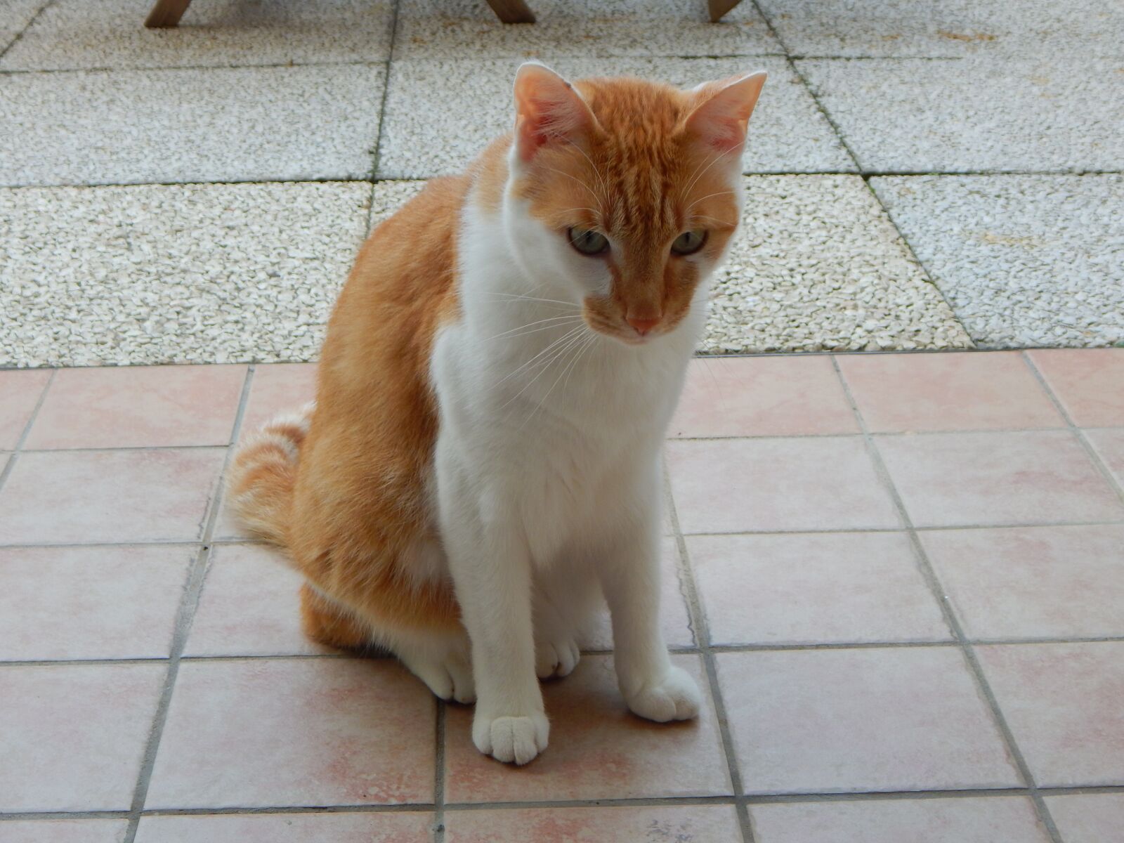 Nikon Coolpix L830 sample photo. Cat, animals, feline photography