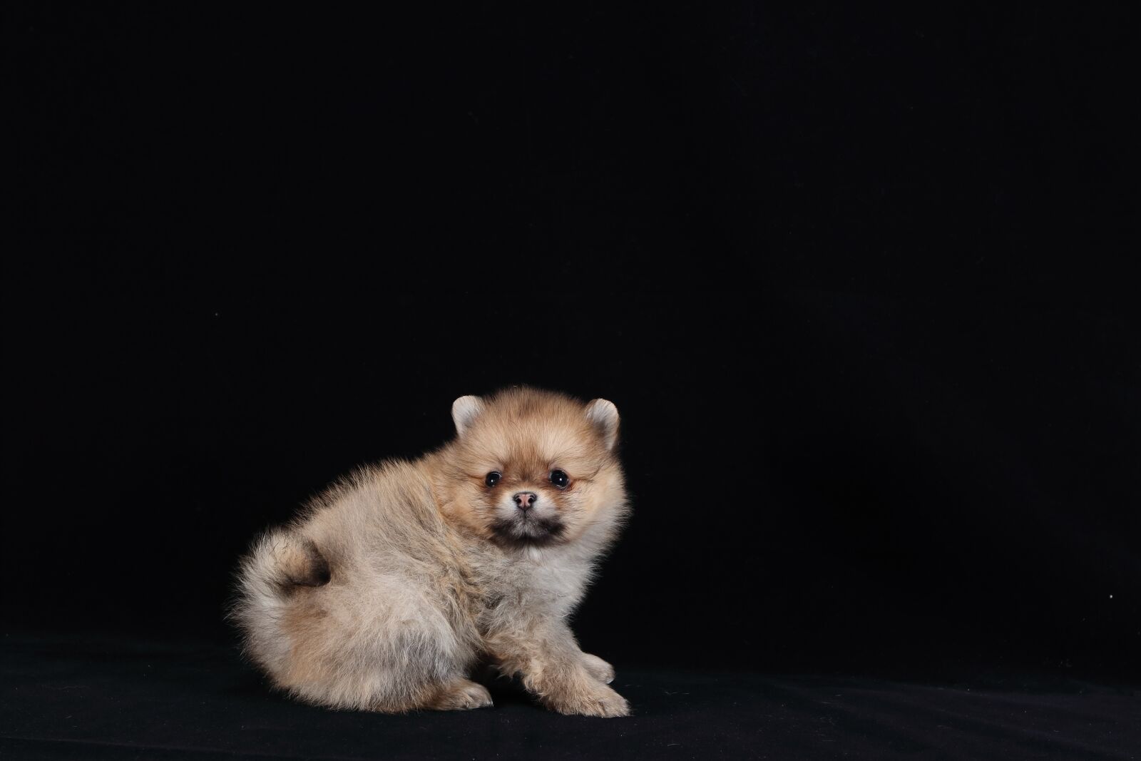 Canon EF 16-35mm F2.8L II USM sample photo. Pomeranian, dog, brown photography