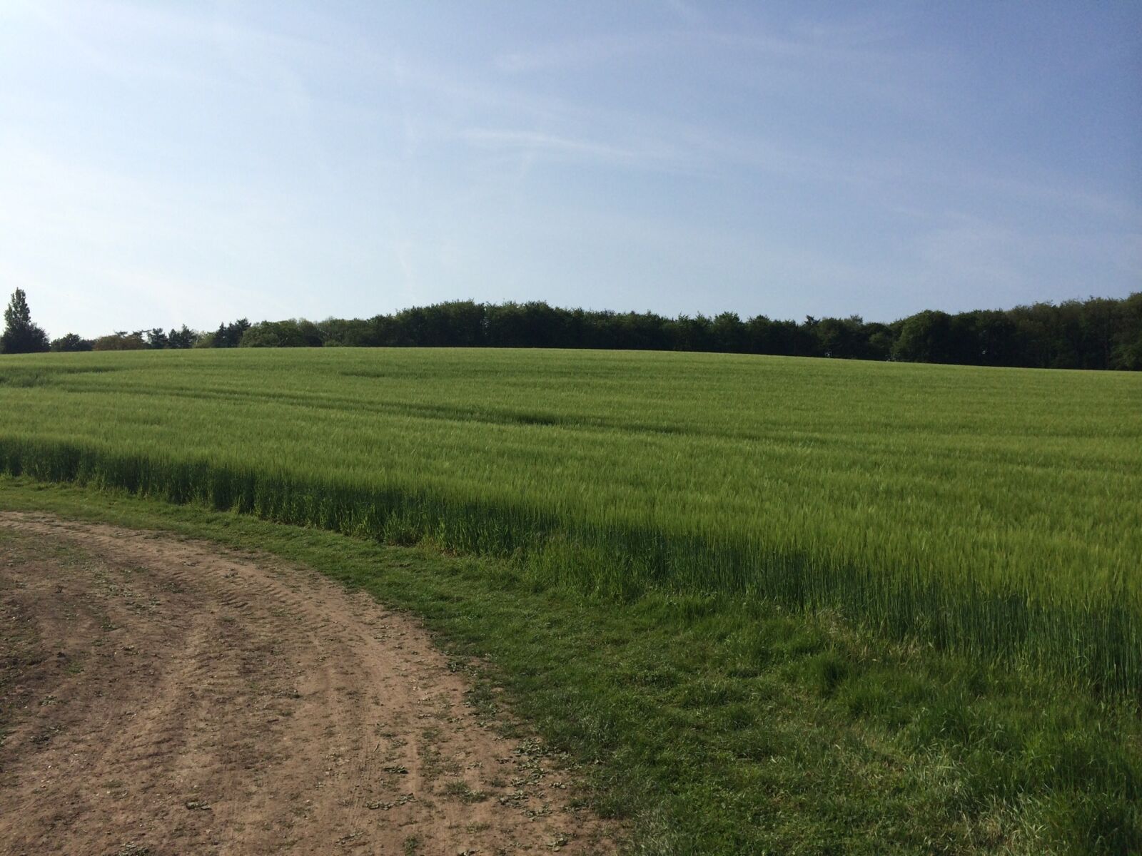 iPhone 5s back camera 4.12mm f/2.2 sample photo. Field, nature photography