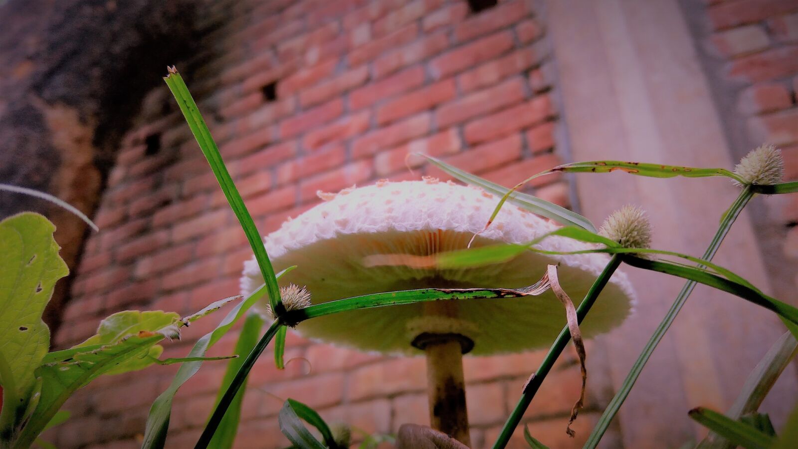ASUS ZenFone 3 Max (ZC520TL) sample photo. Mushroom, fungus, frog's umbrella photography