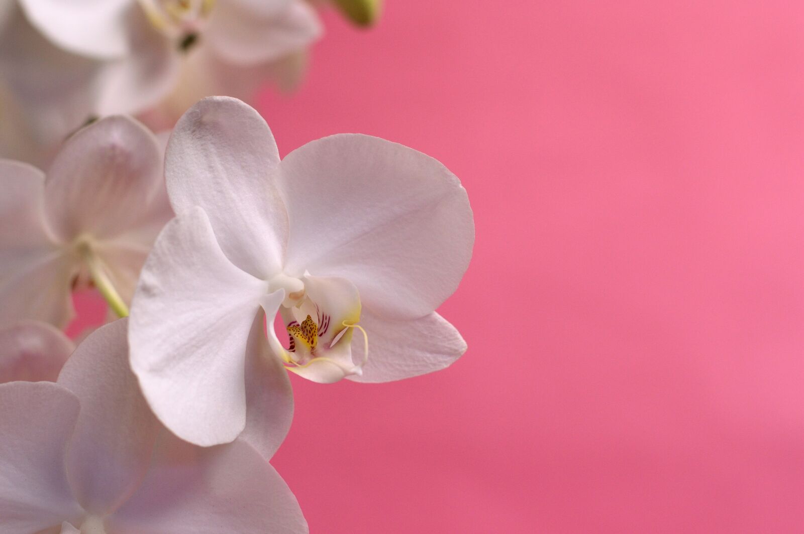 Nikon D3200 sample photo. Orchid, tropical, flower photography