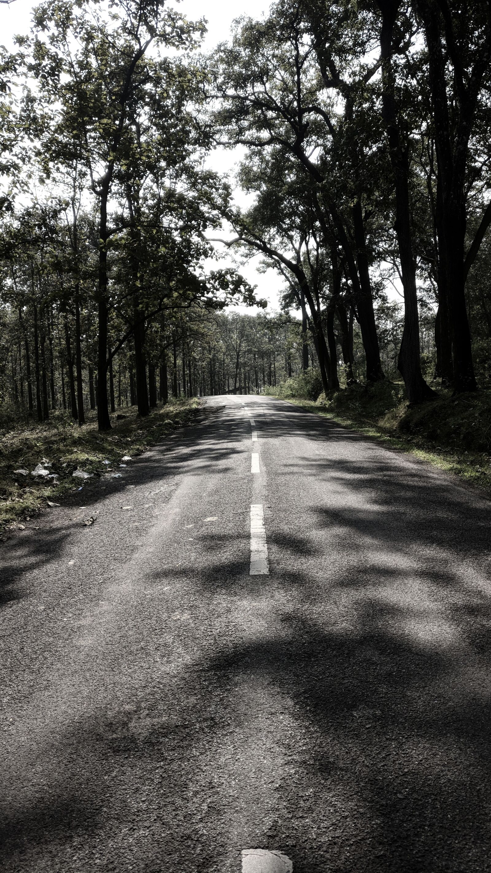 OnePlus A3003 sample photo. Road, trees, forest photography