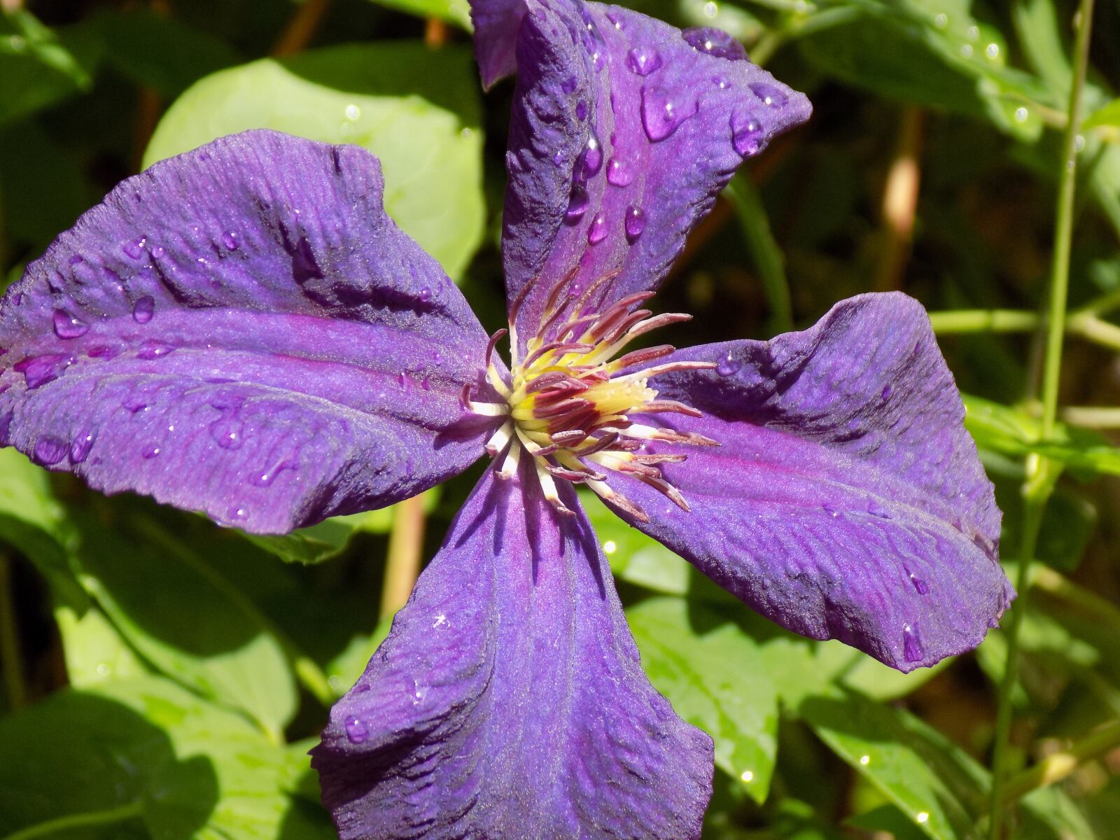 Nikon COOLPIX L340 sample photo. Clematis, ranunculaceae, violet photography