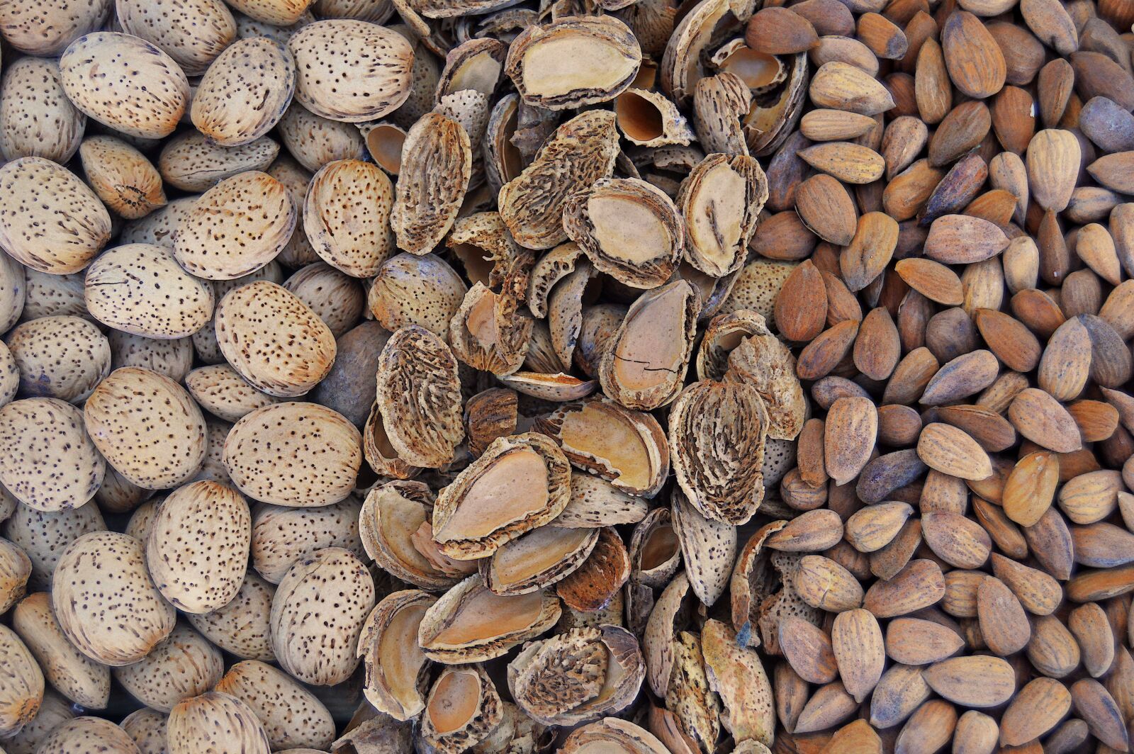 Nikon D3200 sample photo. Almonds, dried fruits, fruit photography