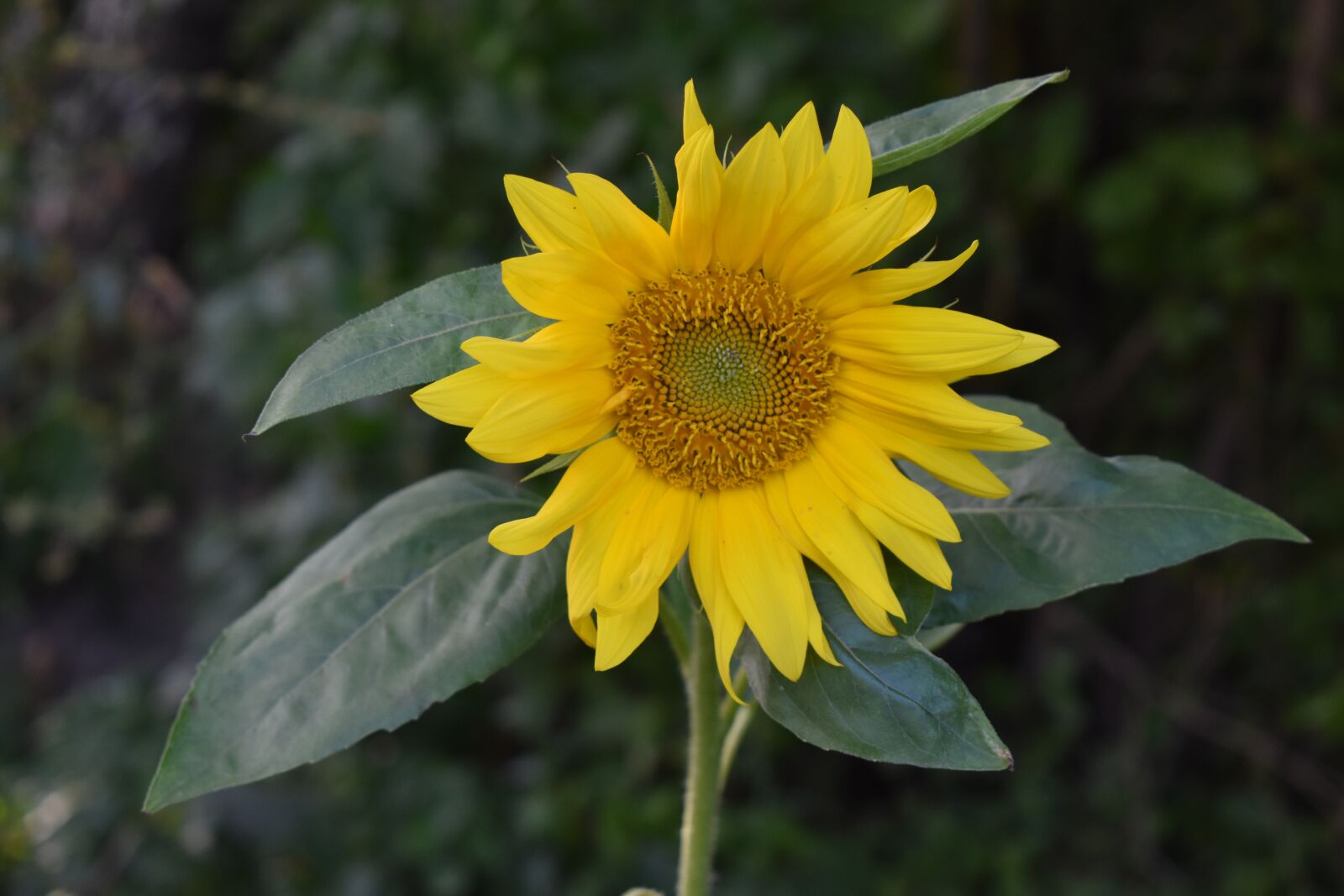 Nikon D3500 sample photo. Sunflower, flower, plant photography