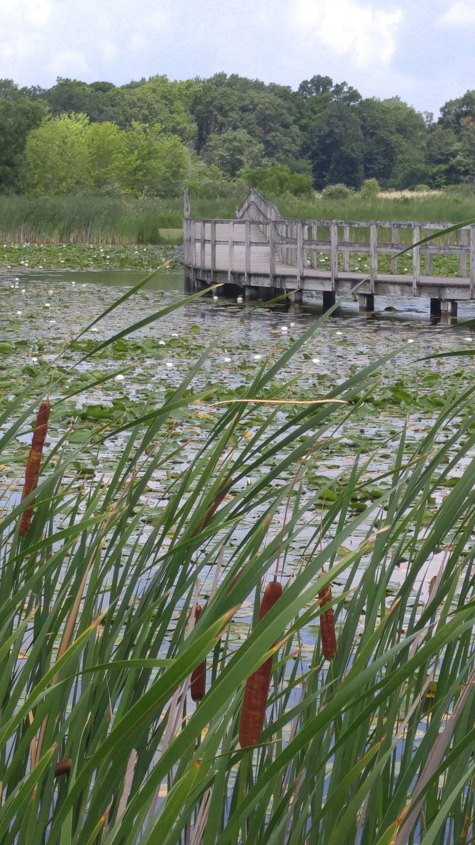 LG G4 sample photo. Cattails, water, wood photography
