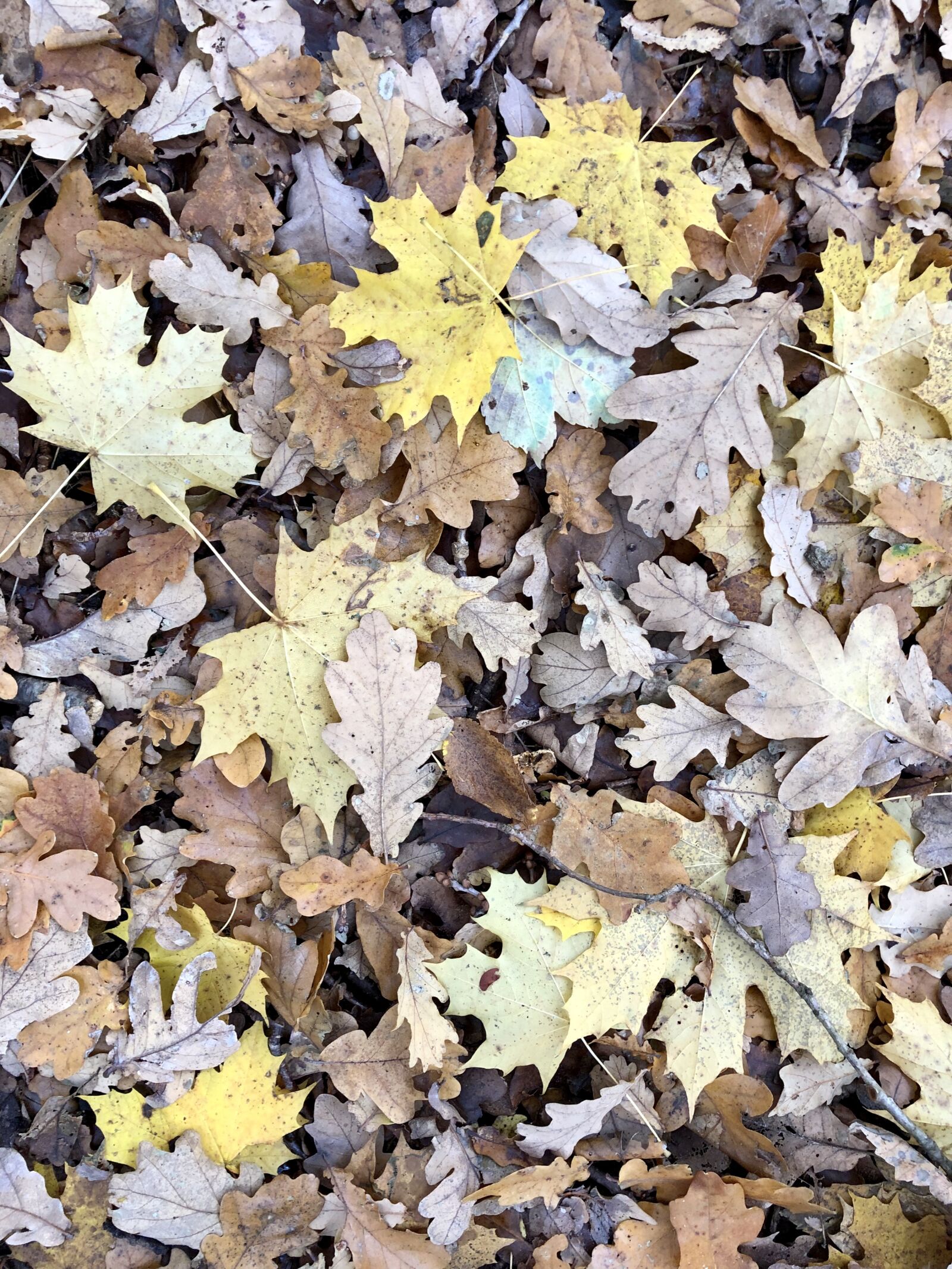 Apple iPhone X sample photo. Autumn, sheet, leaves photography