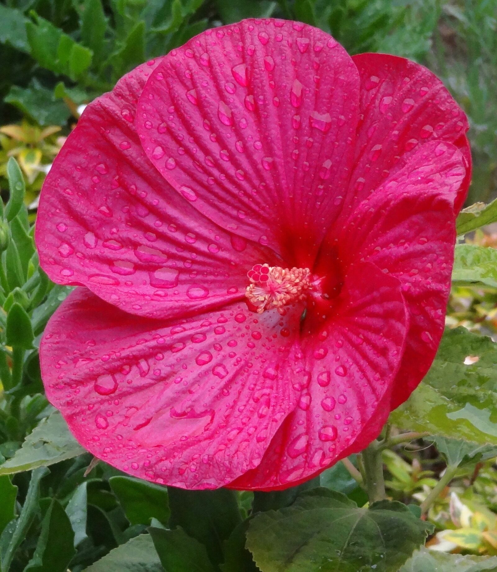 Sony Cyber-shot DSC-HX9V sample photo. Flower, plant, garden photography