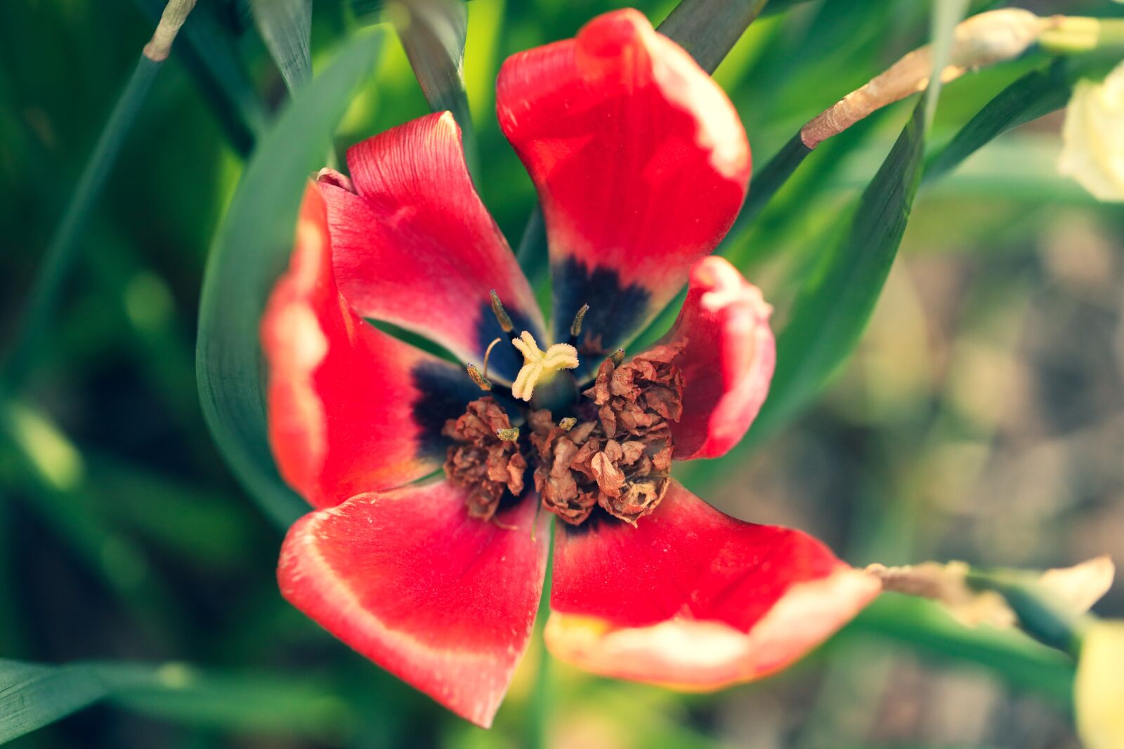 Canon EOS R sample photo. Flower, tulip, blossom photography