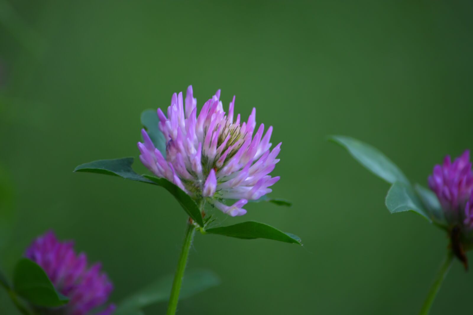 Nikon D5200 sample photo. Clover, flowers, nature photography