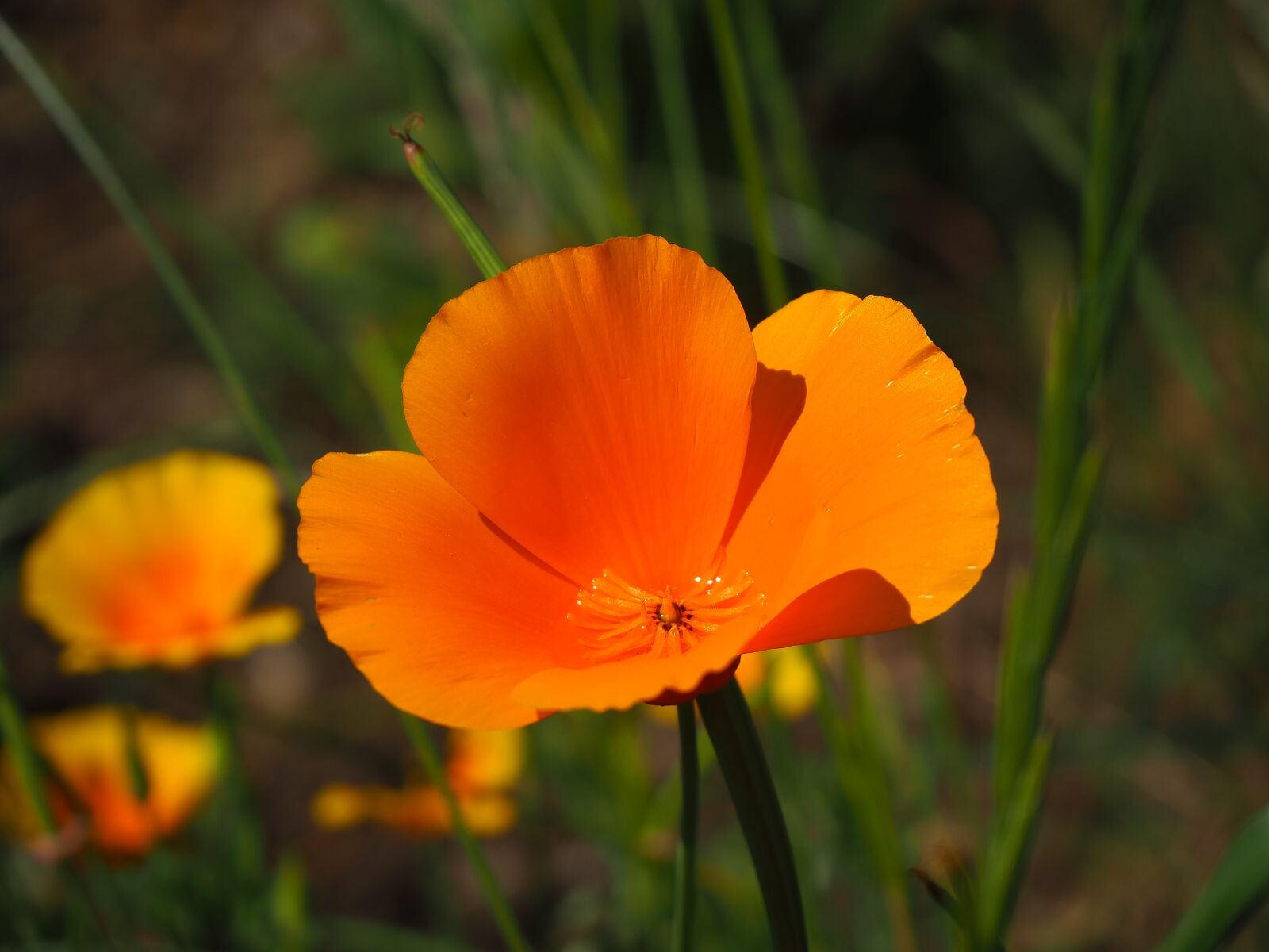 Olympus OM-D E-M10 III sample photo. Garden, flowers, summer photography