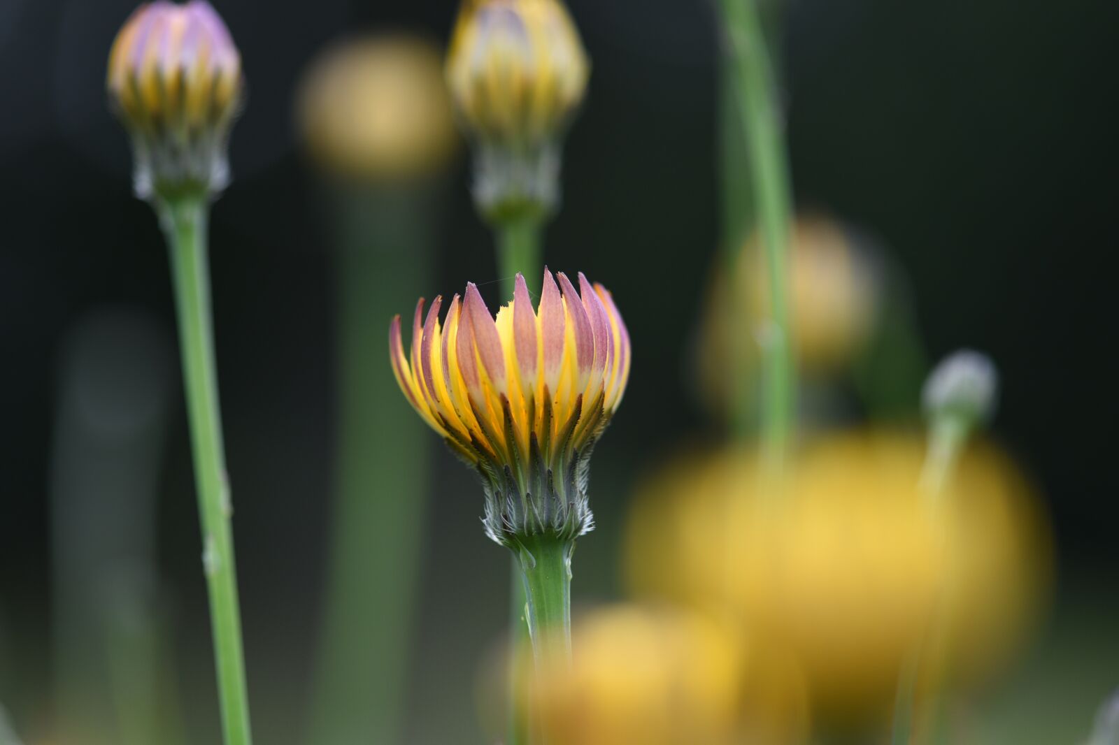 Nikon D750 sample photo. Dandelion, buds, weeds photography