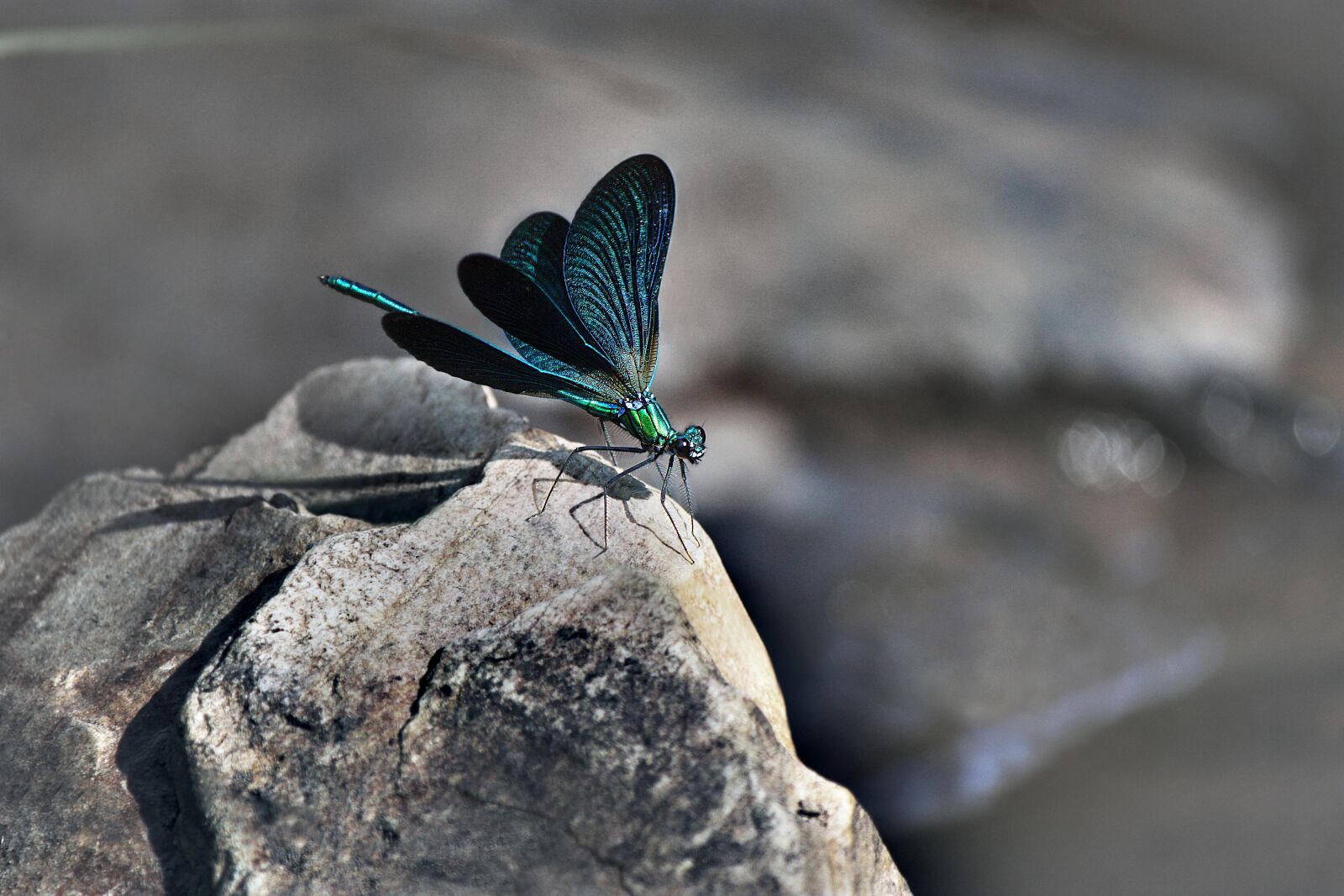 Canon EOS 450D (EOS Rebel XSi / EOS Kiss X2) sample photo. Dragonfly, fauna, stone photography