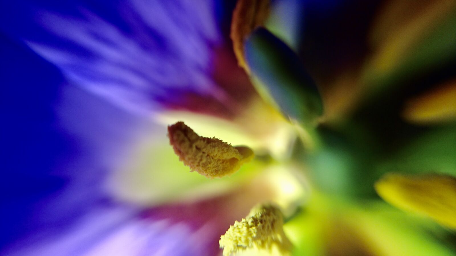Sony Xperia Z5 Compact sample photo. Flower macro, beautiful, colors photography