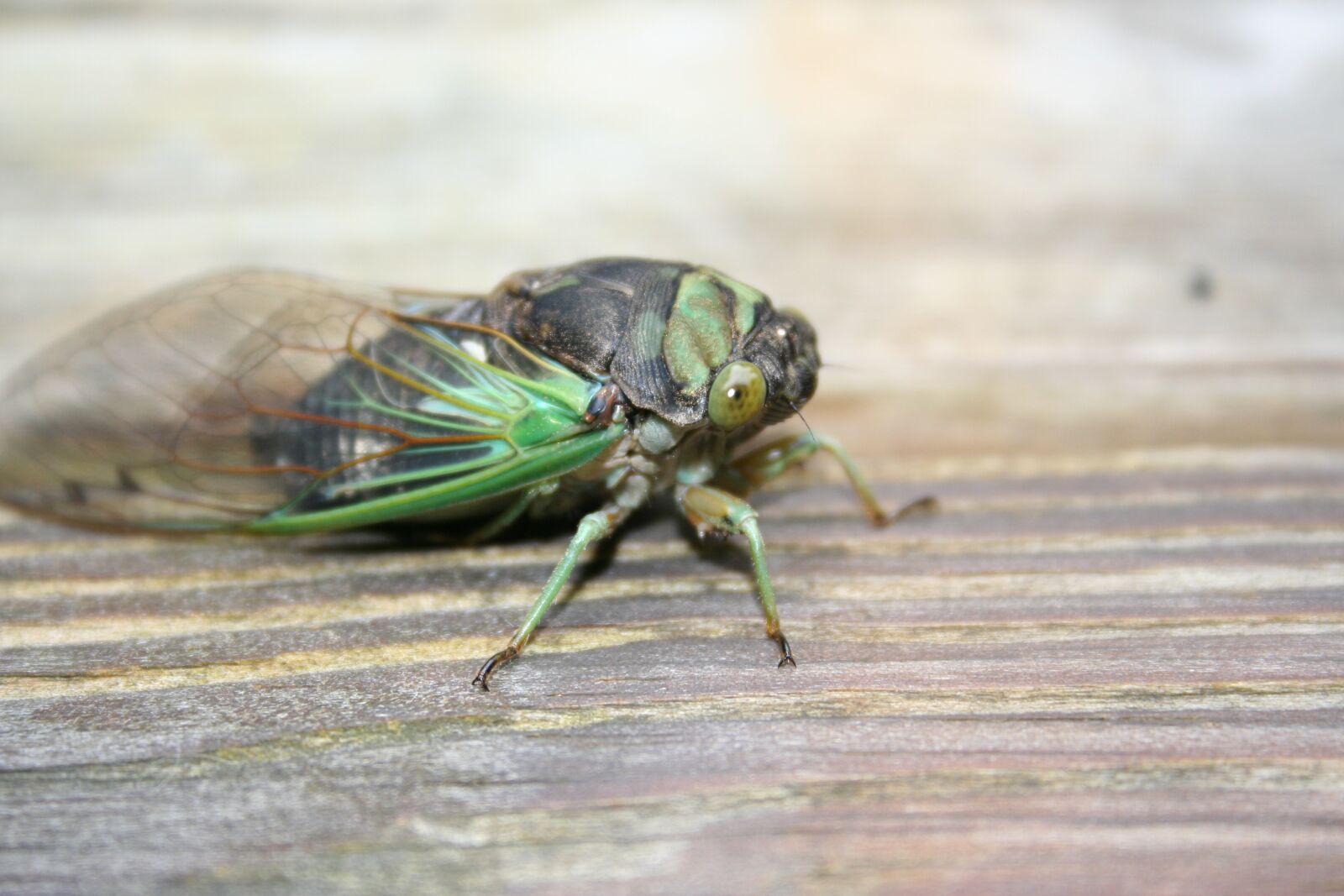 Canon EOS 350D (EOS Digital Rebel XT / EOS Kiss Digital N) sample photo. Cicada, wings, insect photography