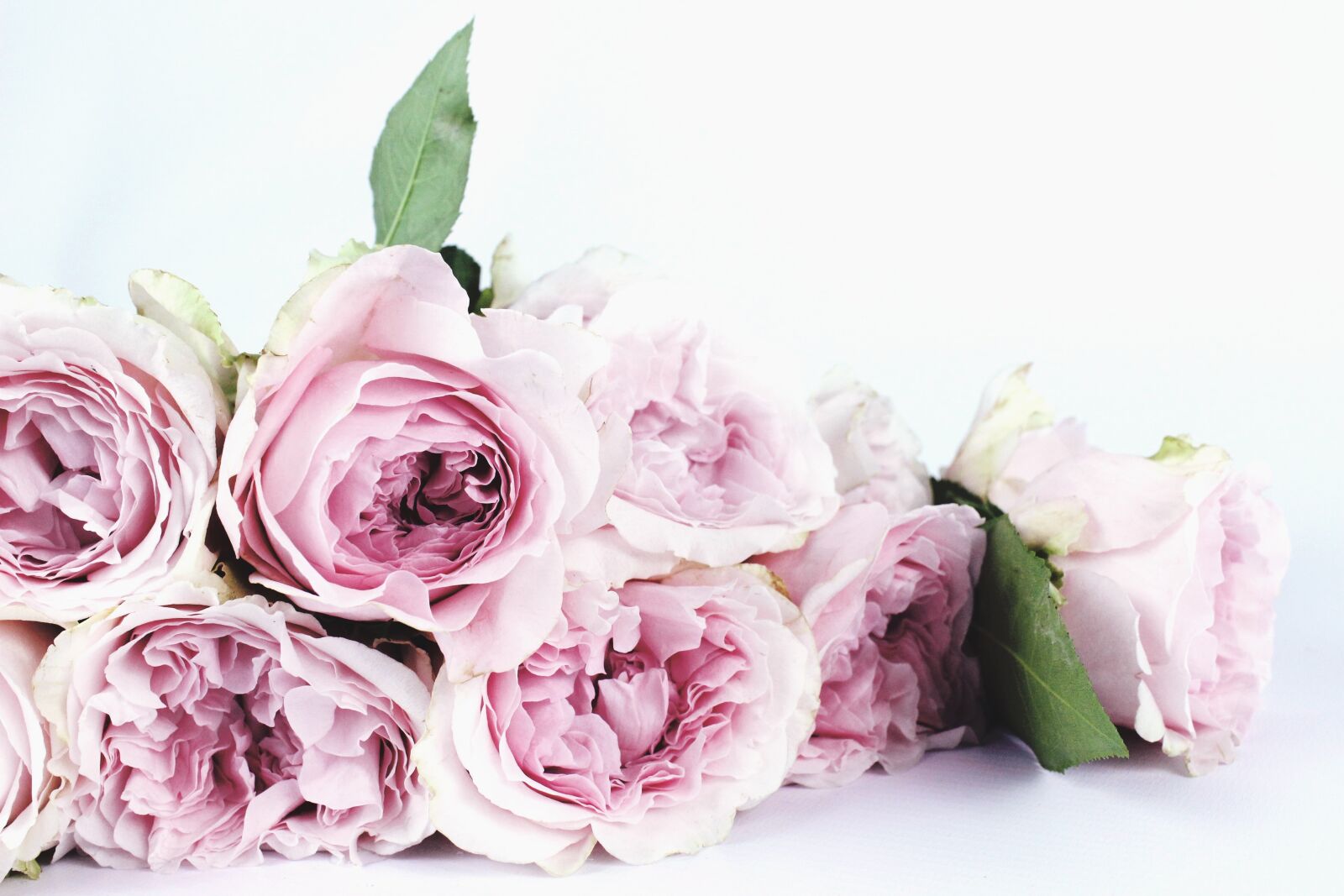 Canon EOS 600D (Rebel EOS T3i / EOS Kiss X5) sample photo. Flower, flower roses, garden photography
