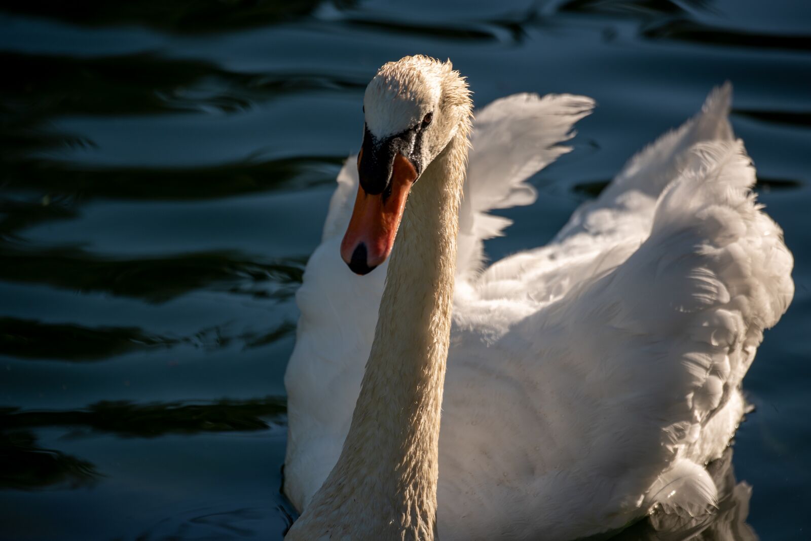 Nikon D750 sample photo. Swan, mute swan, white photography