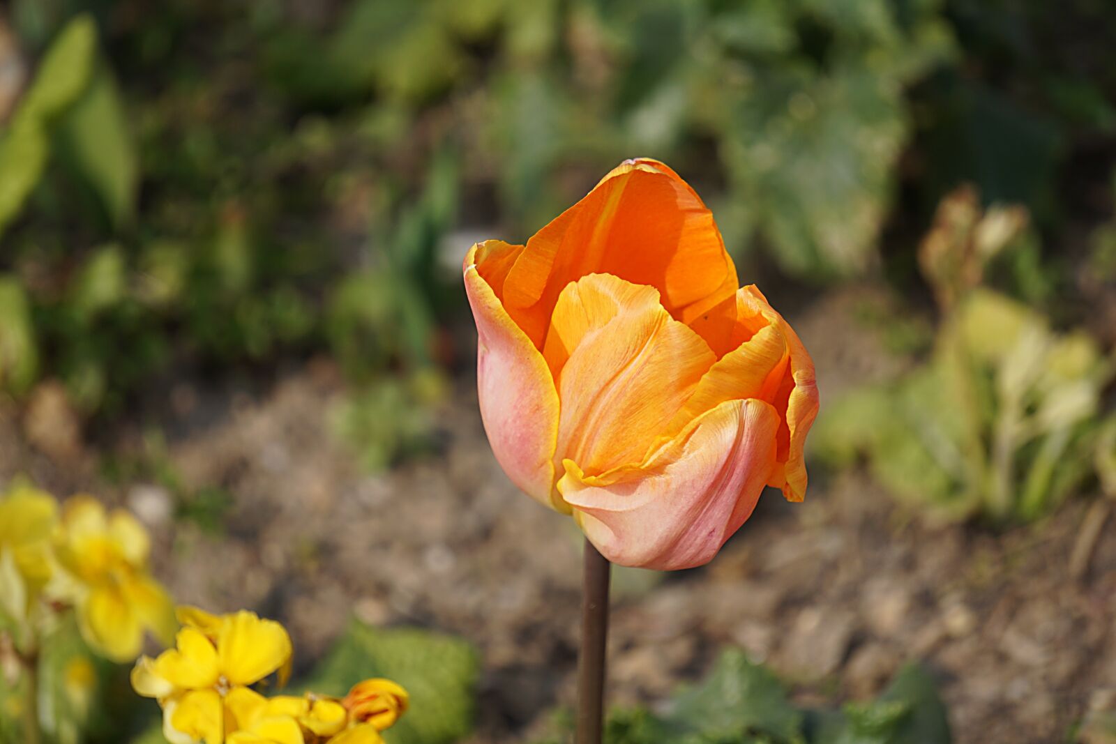 Sony a6000 sample photo. Flowers, tulip, flora photography