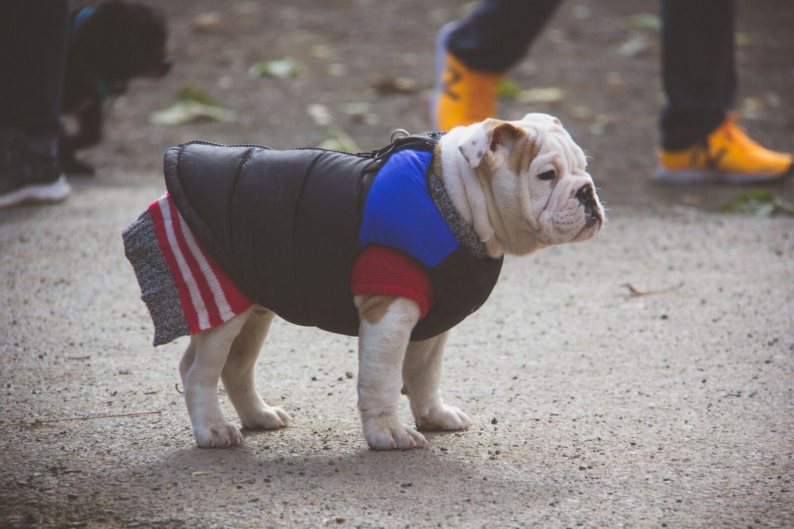 Canon EF-S 18-200mm F3.5-5.6 IS sample photo. English bulldog, puppy, sweater photography