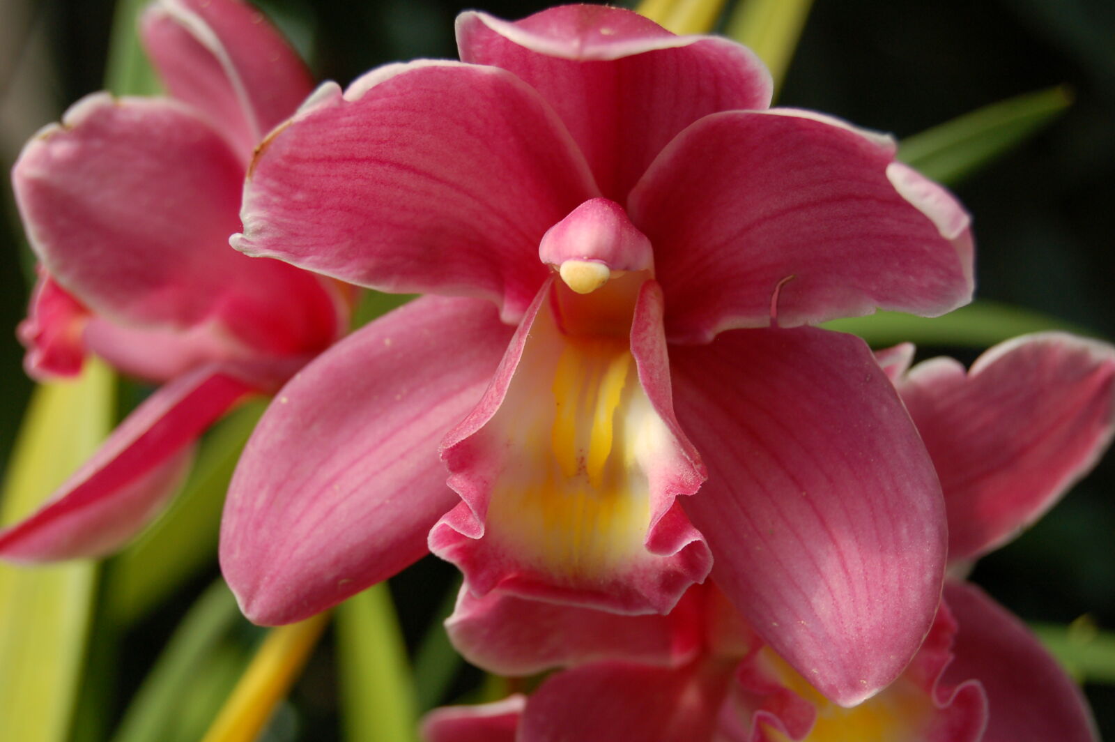 Nikon D50 sample photo. Flowers, garden, gardens, orchid photography