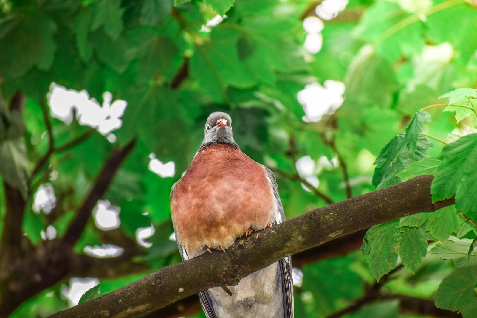 Nikon D3300 sample photo. Animal, avian, background photography