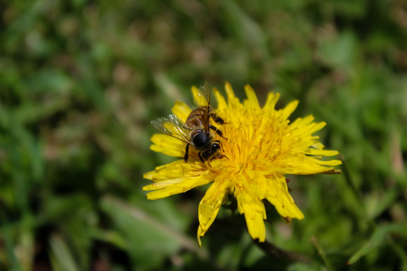 Canon EOS 1200D (EOS Rebel T5 / EOS Kiss X70 / EOS Hi) sample photo. Bee, flower, to photography