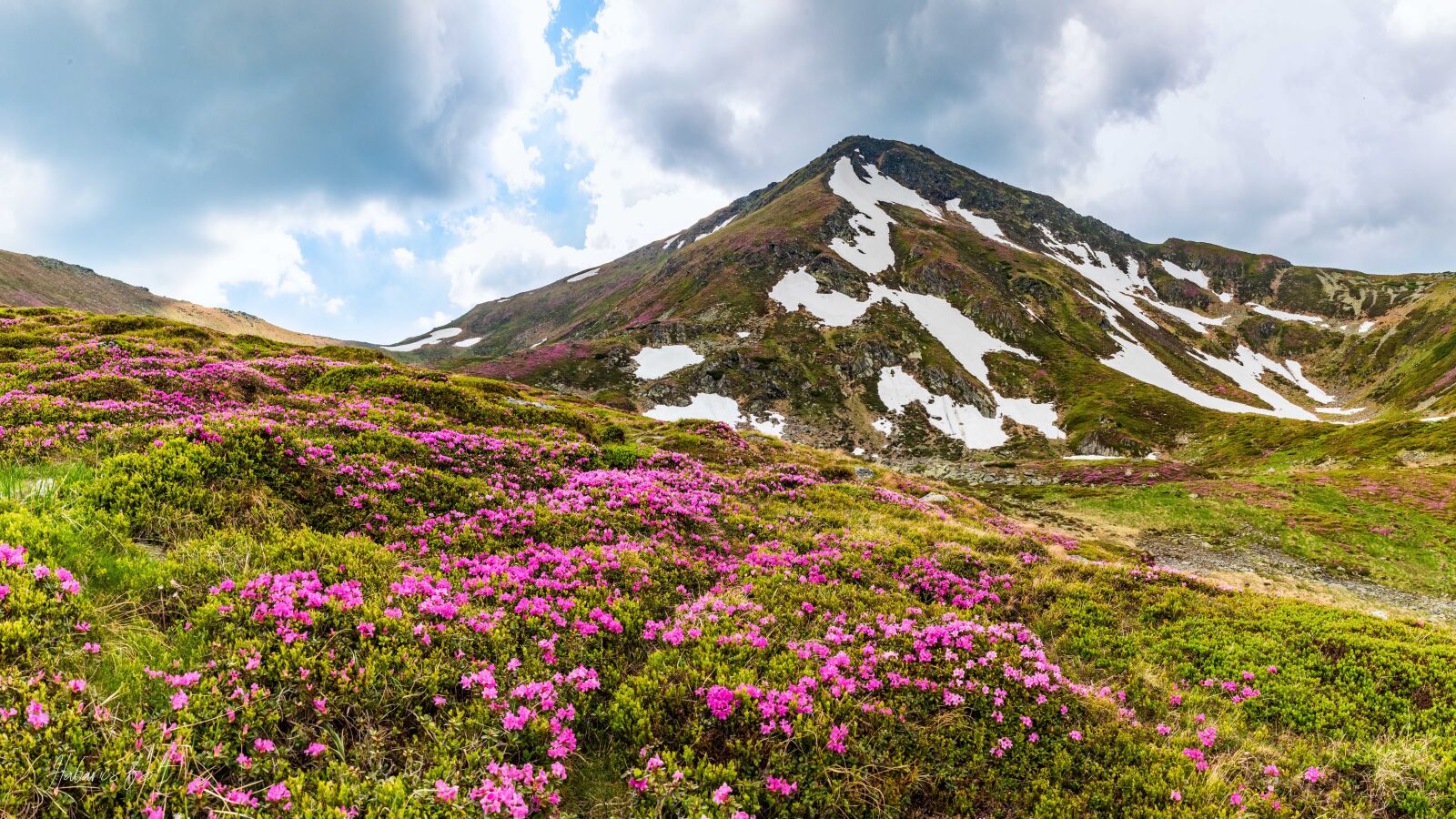 Tamron SP 24-70mm F2.8 Di VC USD sample photo. Rhododendron, rumania, flower photography