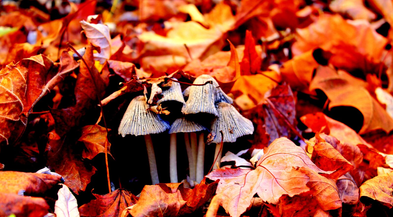 Canon EOS 1100D (EOS Rebel T3 / EOS Kiss X50) sample photo. Mushroom, leaves, autumn photography