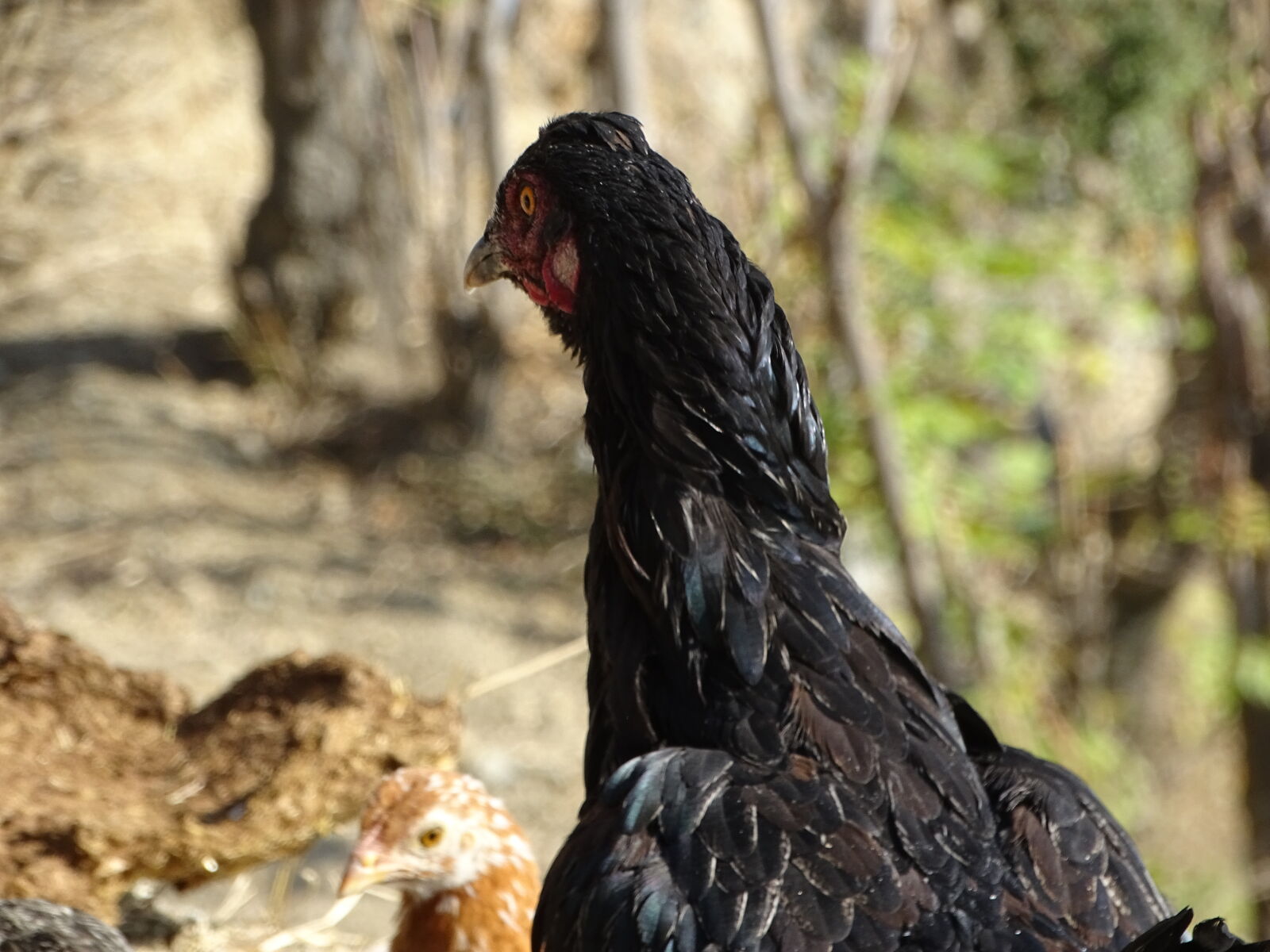 Sony Cyber-shot DSC-HX400V sample photo. Black, bular, chicken photography