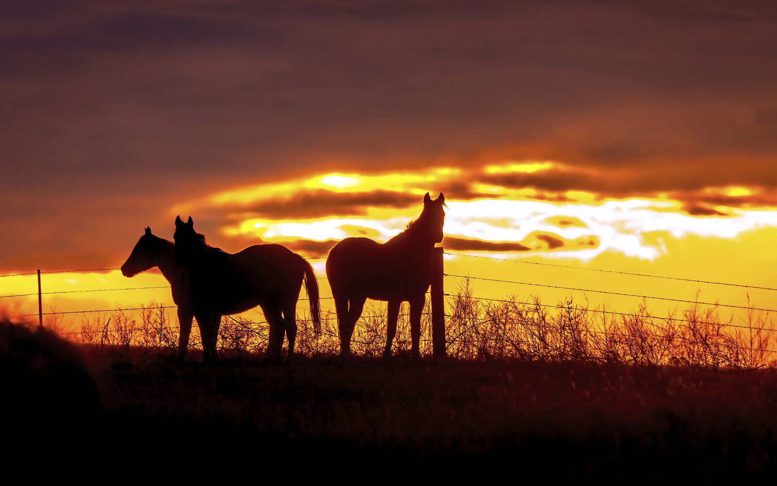 Canon EOS 5D Mark II sample photo. Horses, horse, equine photography