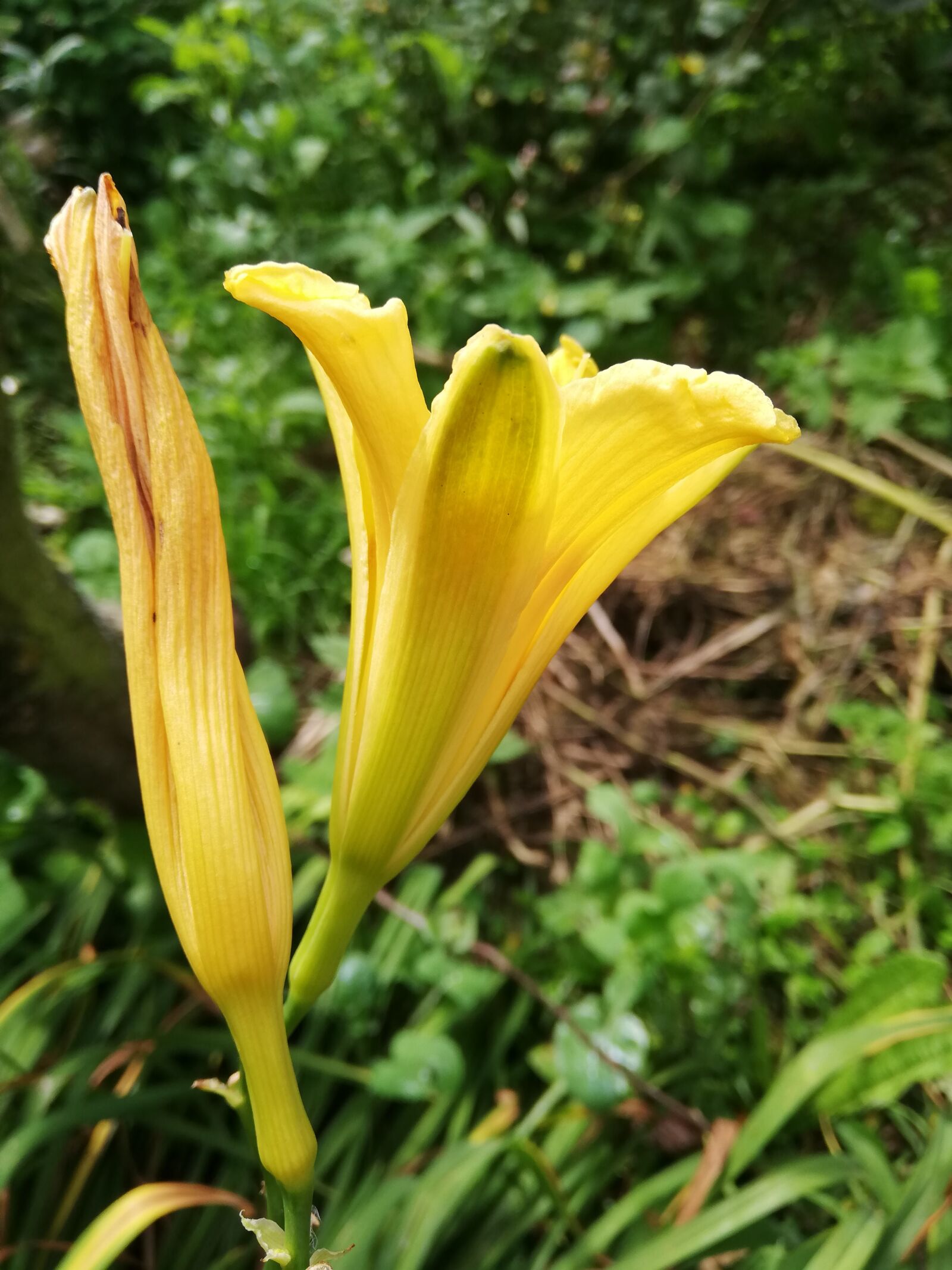 HUAWEI ANE-LX1 sample photo. Flower, yellow, nature photography
