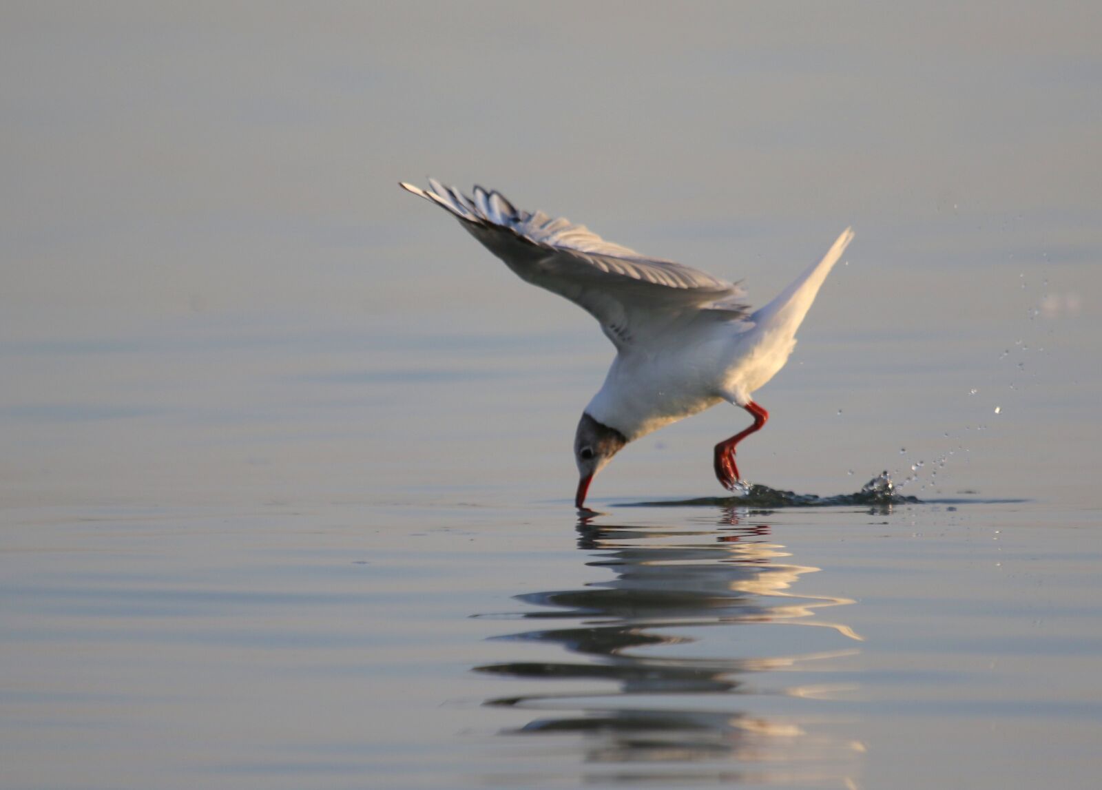 Canon EF 100-400mm F4.5-5.6L IS USM sample photo. Seagull, flight, water photography