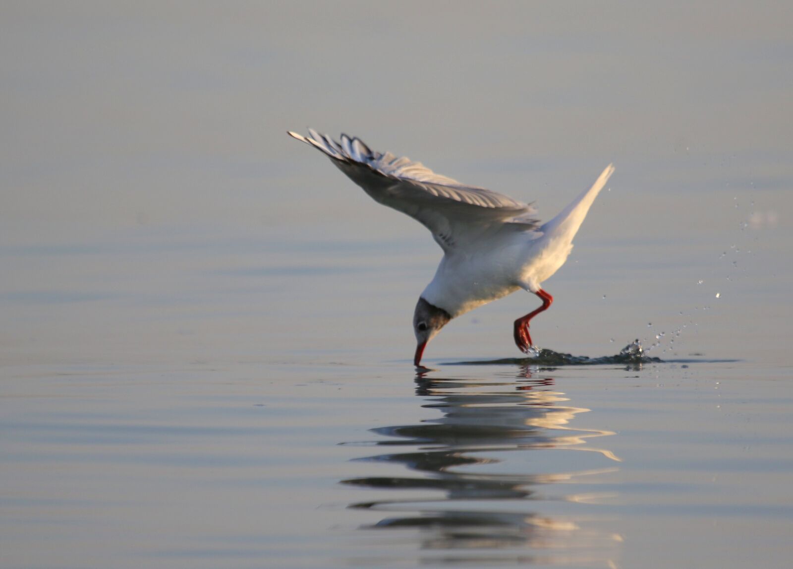 Canon EOS 7D Mark II + Canon EF 100-400mm F4.5-5.6L IS USM sample photo. Seagull, flight, water photography