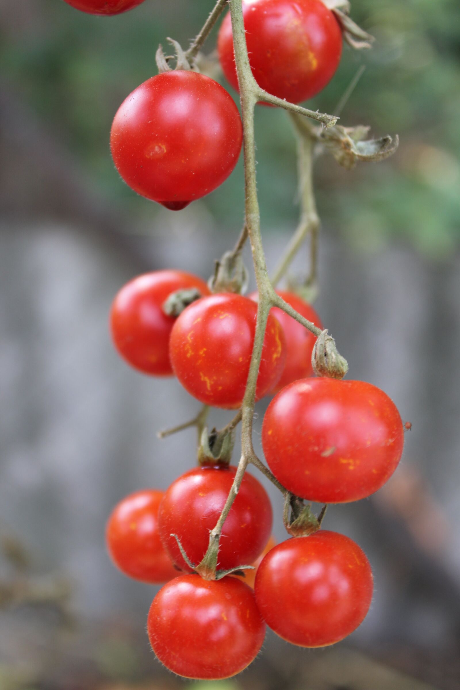 Canon EOS 550D (EOS Rebel T2i / EOS Kiss X4) sample photo. Tomatoes, red, food photography