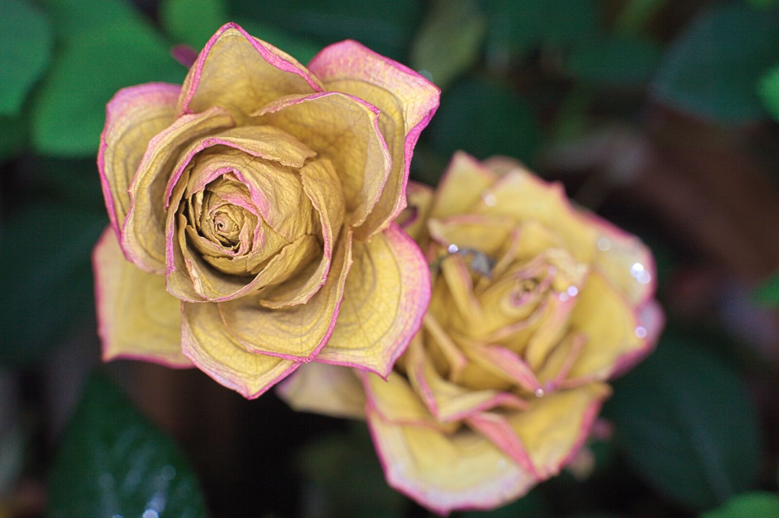Canon EOS 5D Mark II sample photo. Rosa, flower, dry photography