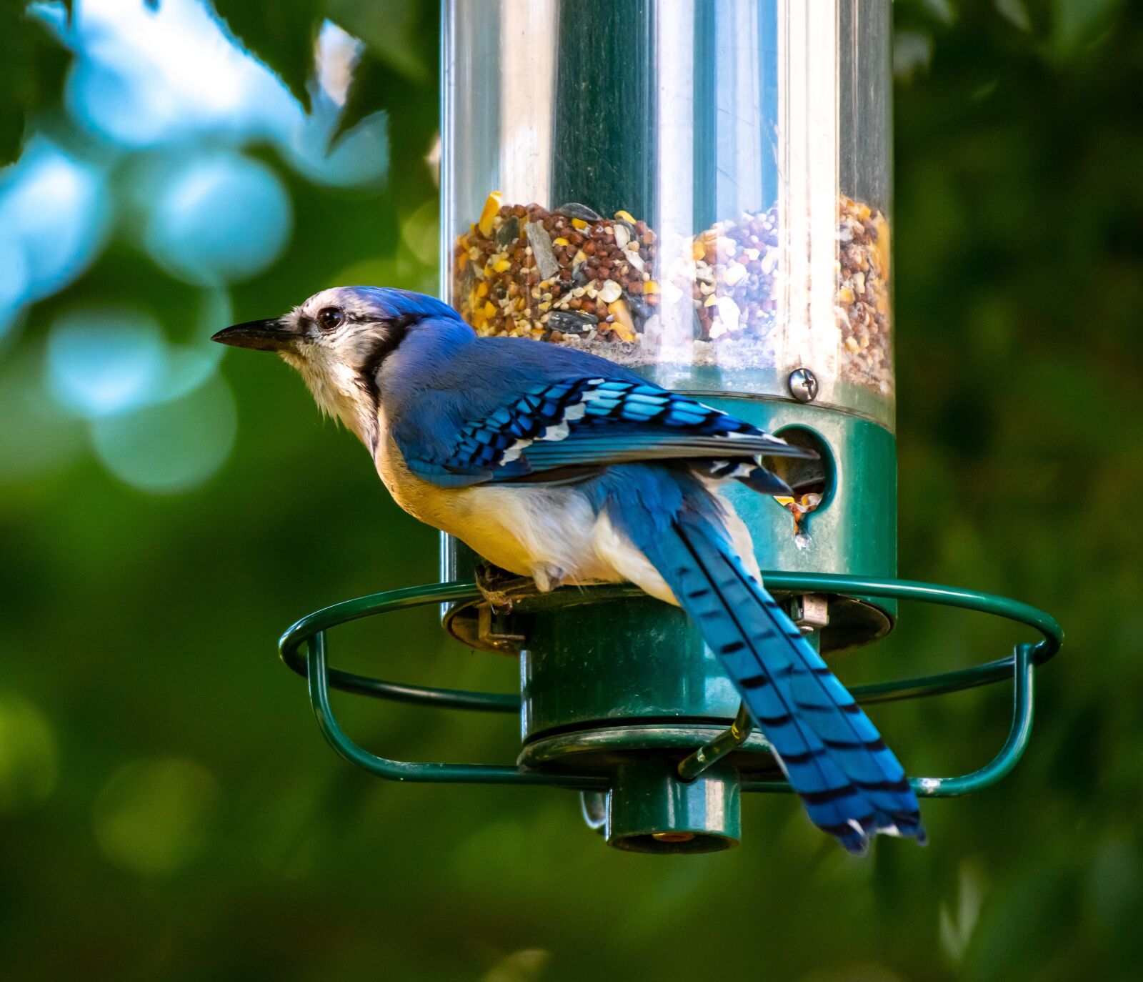 Nikon D500 sample photo. Bird feeder, bird, birdwatching photography