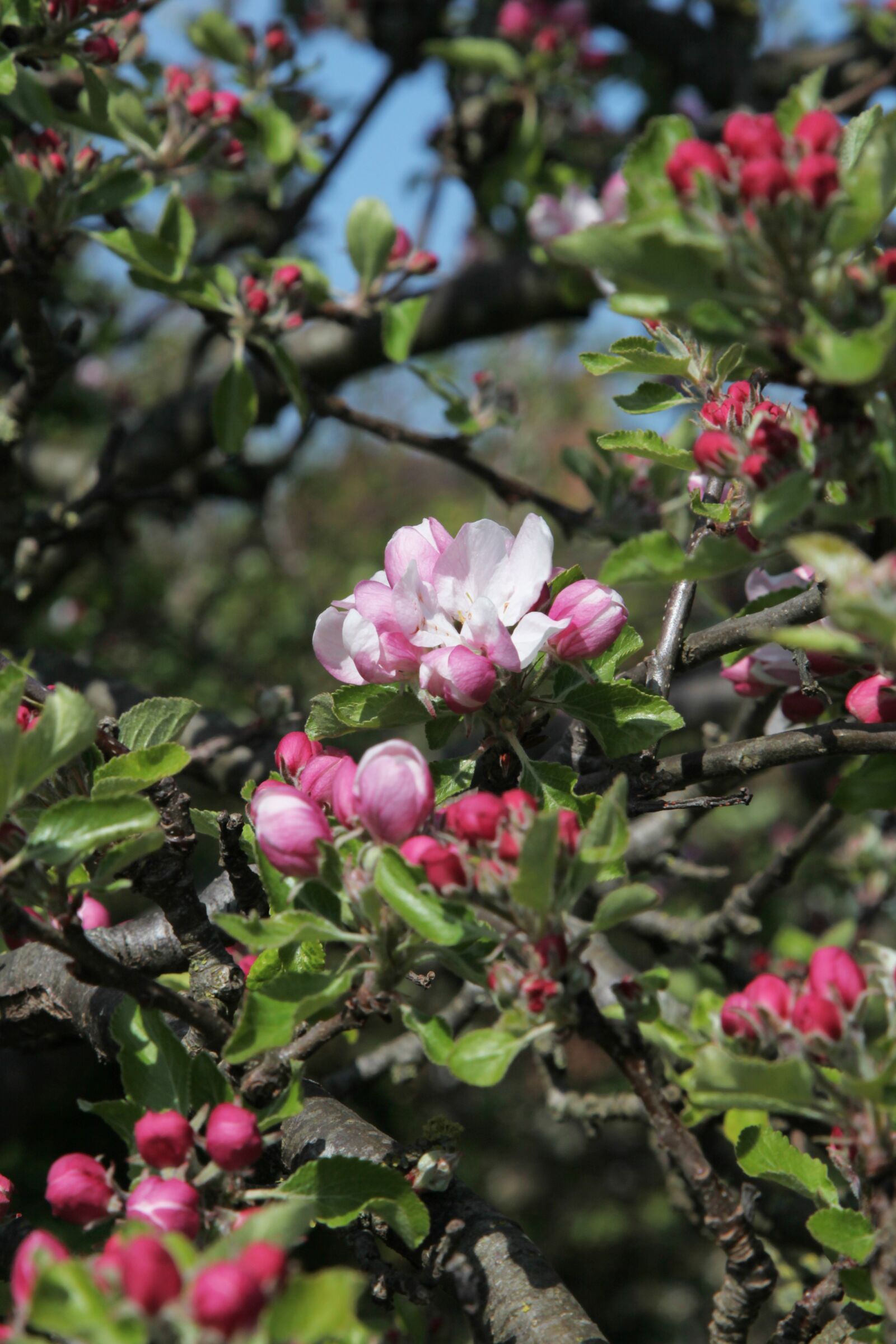 Canon EOS 5D Mark II sample photo. Apple tree, tree, blossom photography