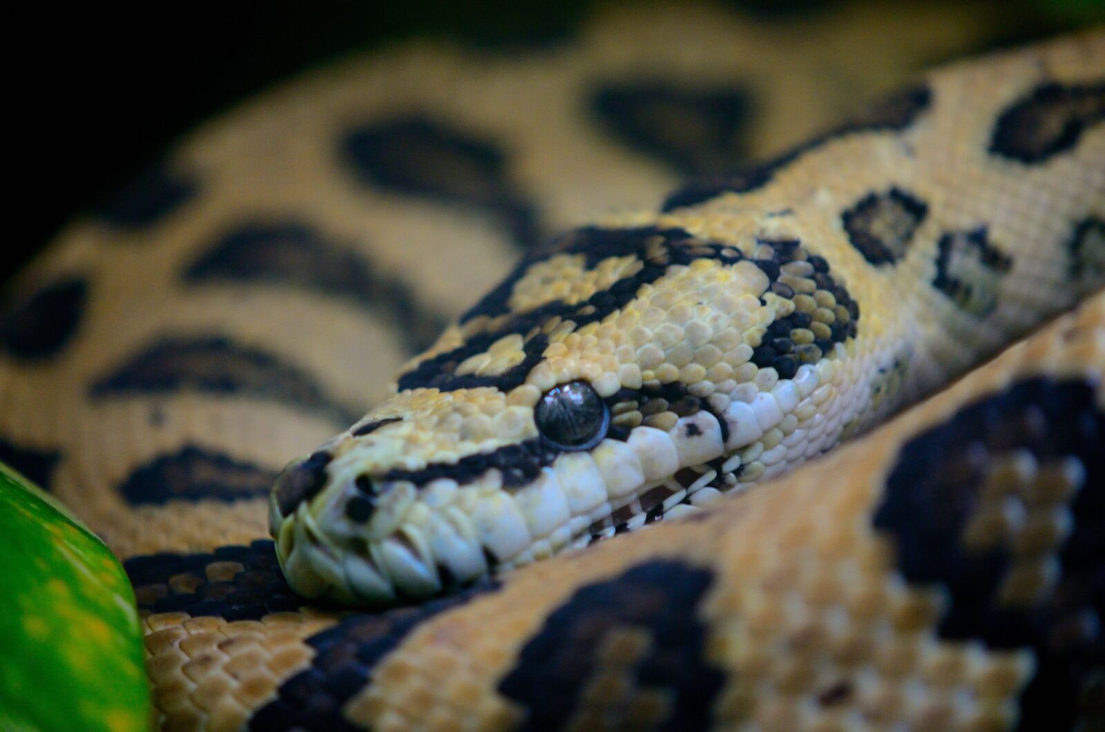 Nikon D7000 sample photo. Snake, macro, reptile photography