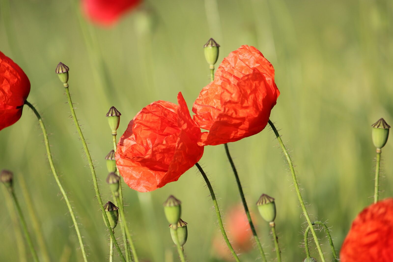 Canon EOS 600D (Rebel EOS T3i / EOS Kiss X5) sample photo. Klatschmohn, poppy, flower photography
