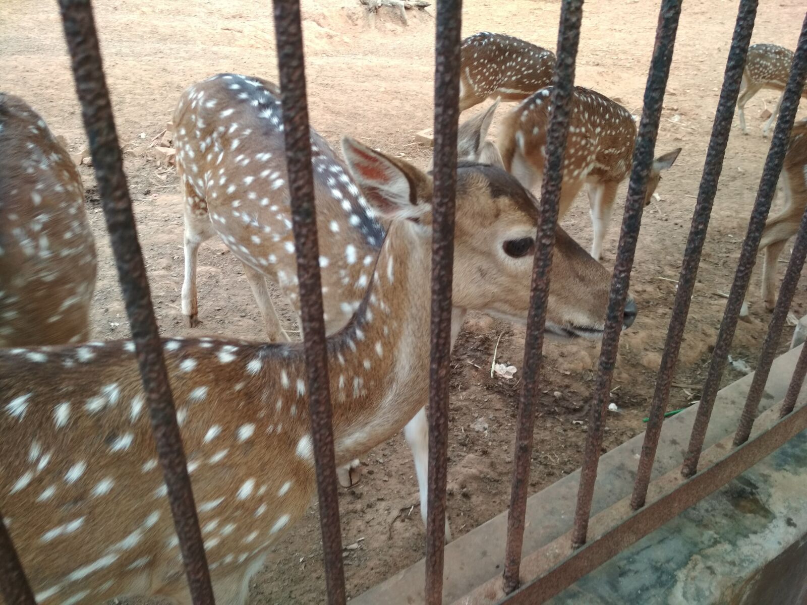 Xiaomi Redmi 4X sample photo. Zoo, animal, dear photography