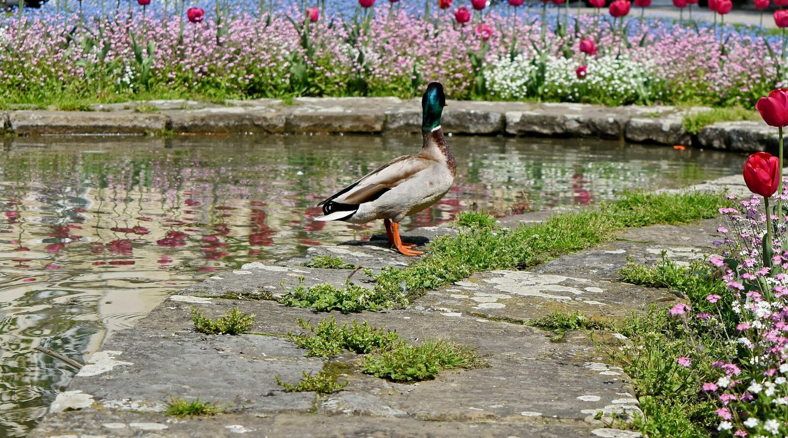 Nikon D5500 sample photo. Garden, tulips, bird, lake photography