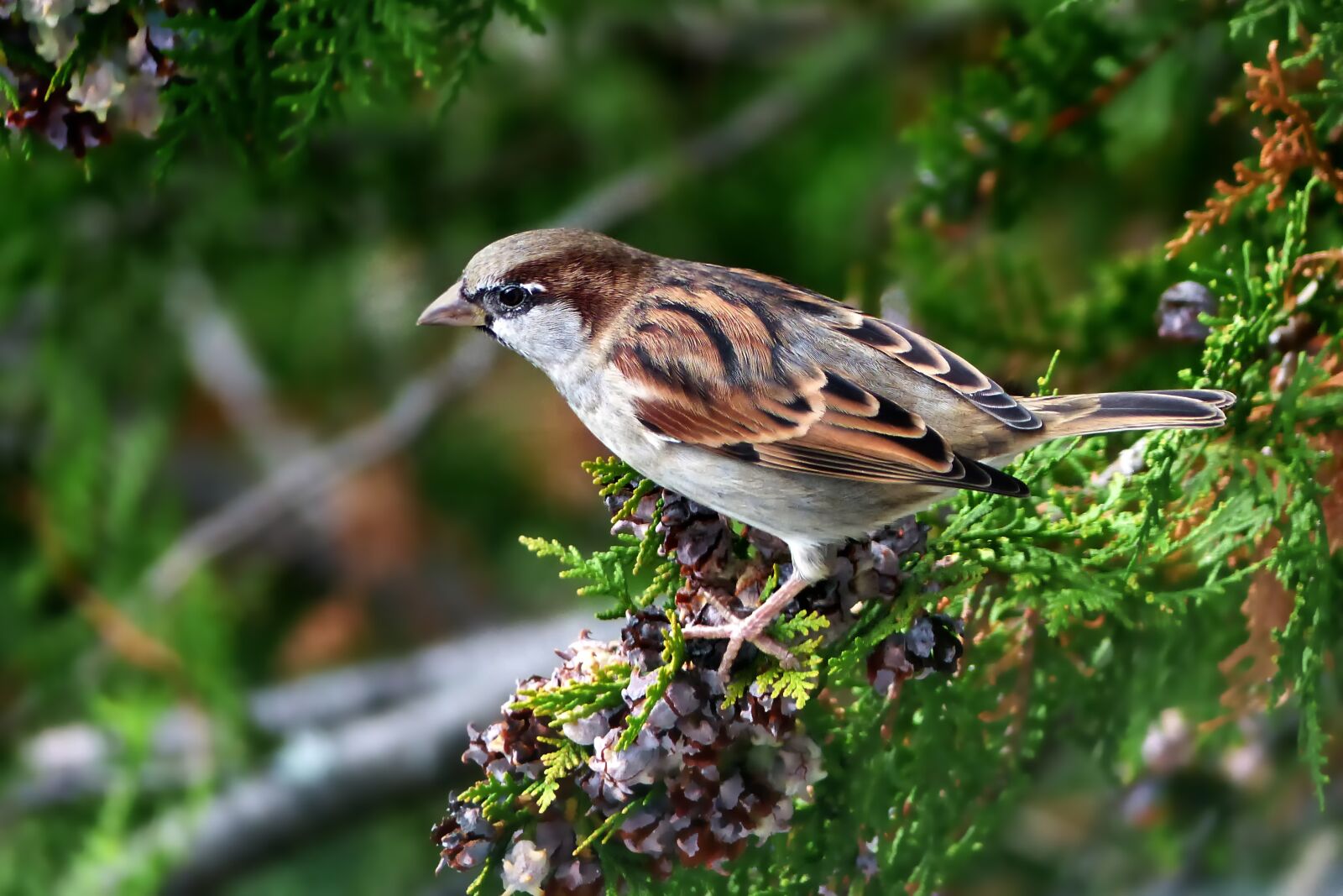 Panasonic Lumix DMC-FZ200 sample photo. Nature, bird, animal world photography