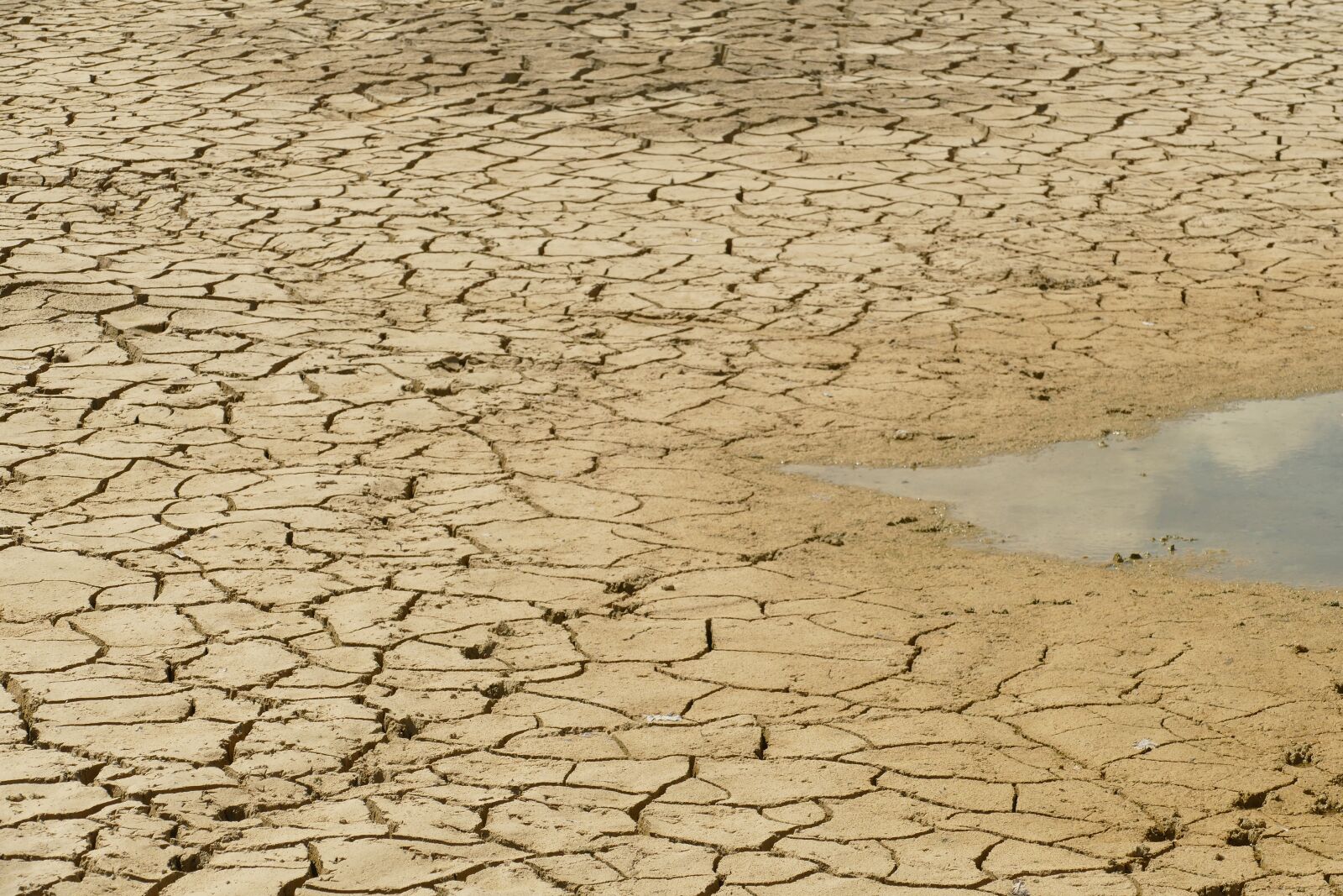 Panasonic Lumix DMC-FZ1000 sample photo. Dry, dehydration, drought photography