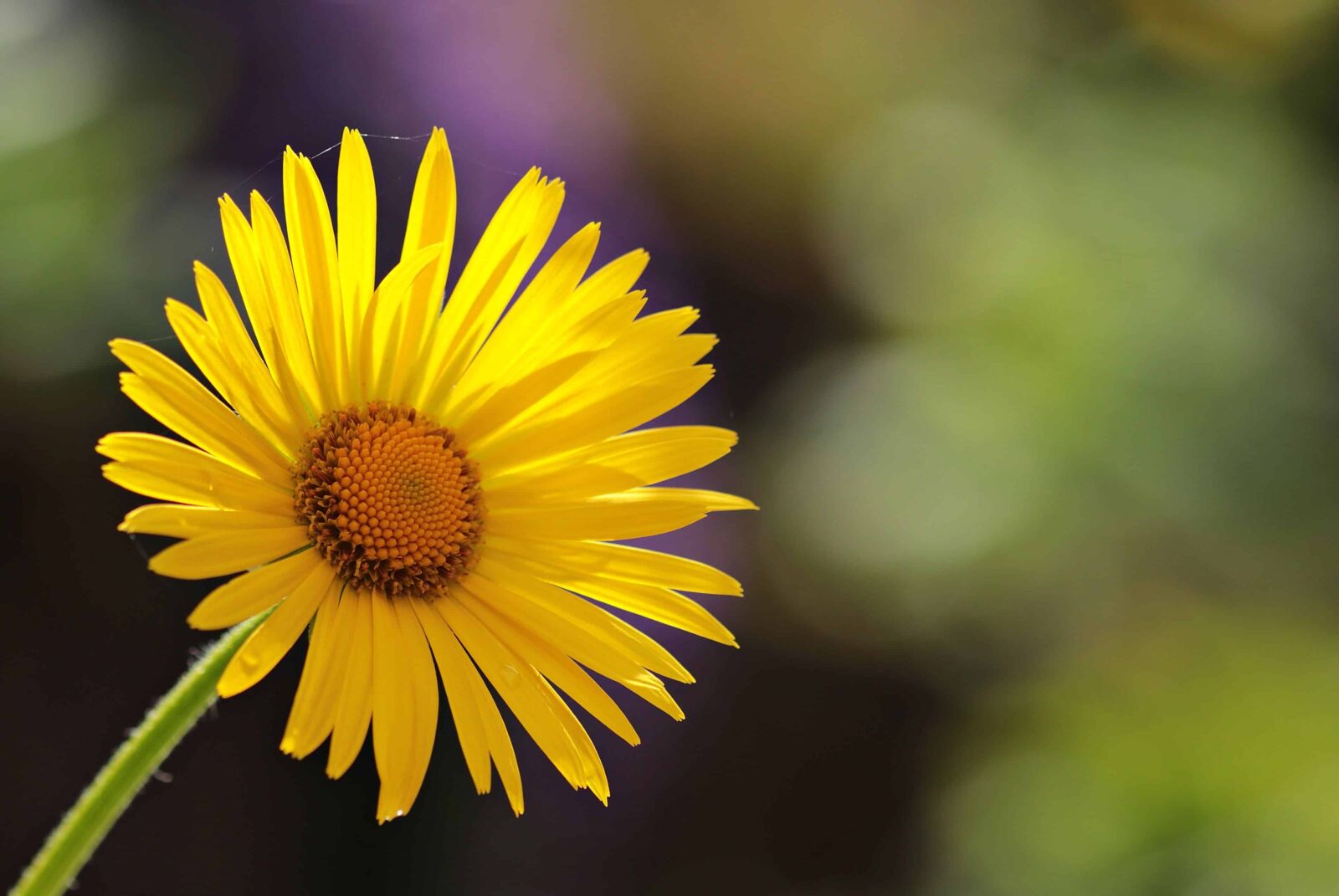 Canon EOS 80D sample photo. Plant, spring, pollen, flora photography
