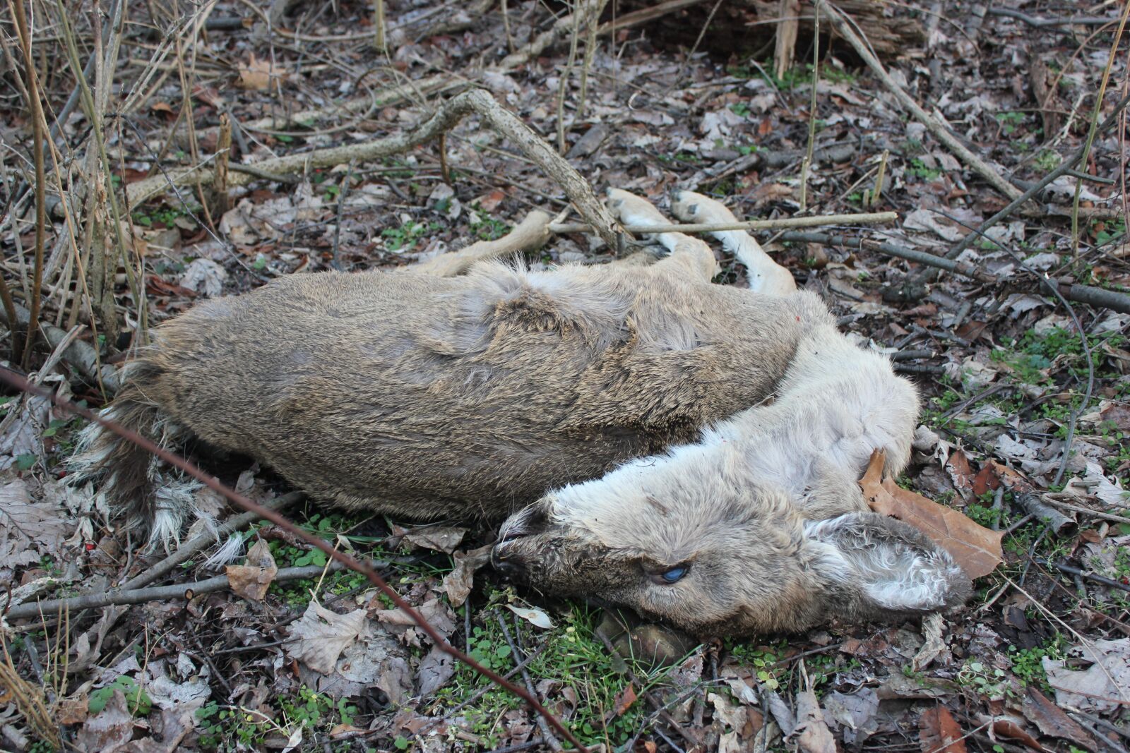 Canon EOS 550D (EOS Rebel T2i / EOS Kiss X4) sample photo. Deer, dead, lifeless photography