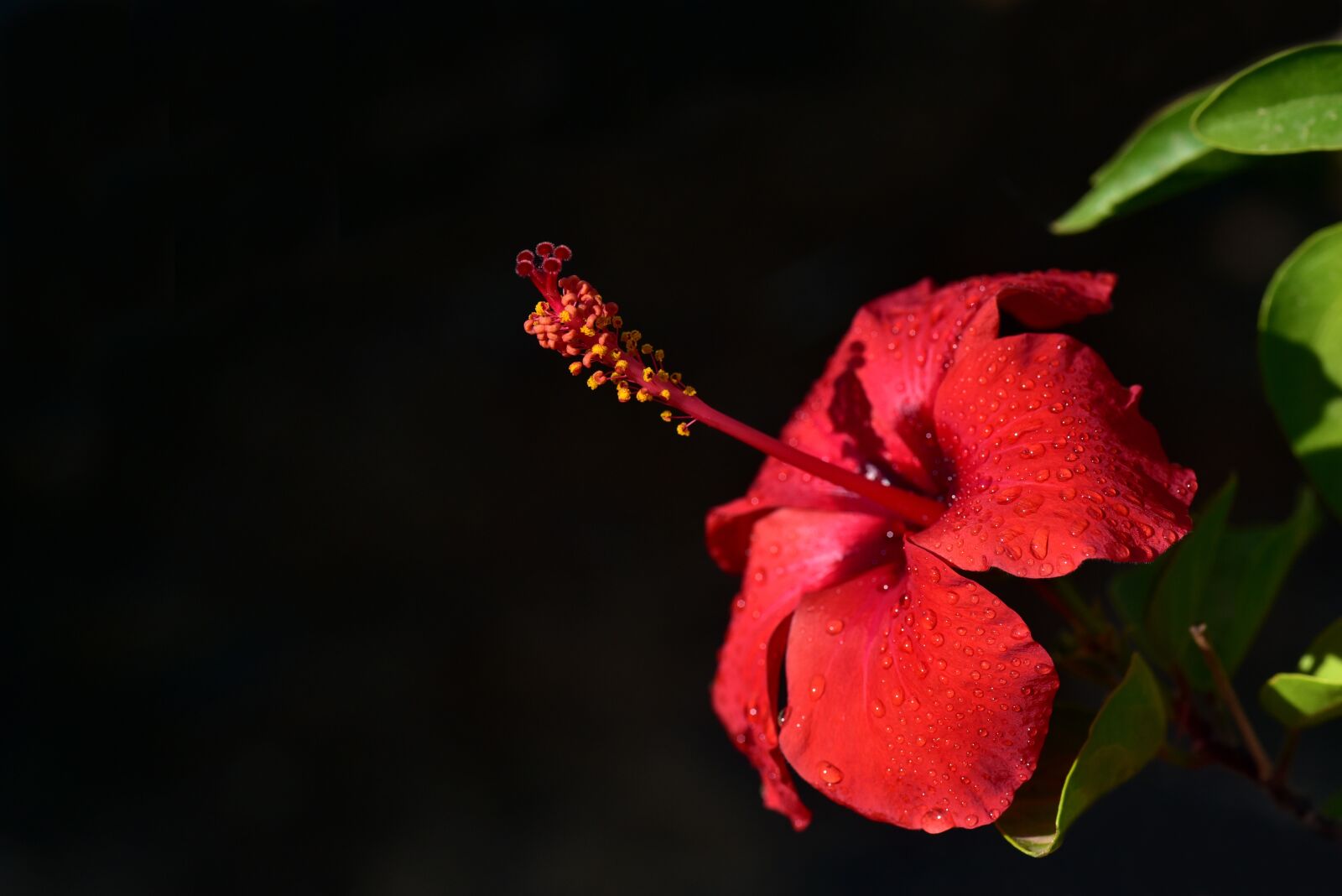 Nikon D750 sample photo. Hibiscus, blossom, bloom photography