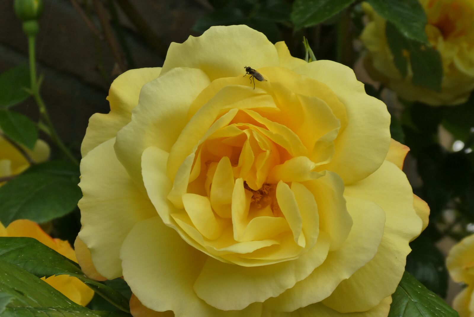 Panasonic Lumix DC-ZS70 (Lumix DC-TZ90) sample photo. Yellow rose, garden, yellow photography